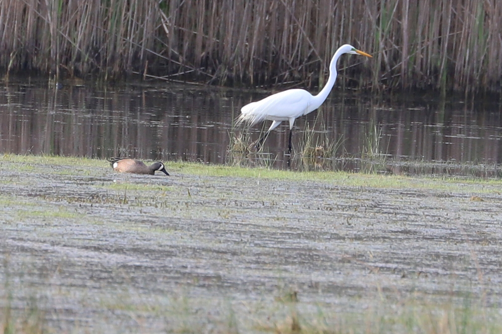  Blue-winged Teal &amp; Great Egret / Princess Anne WMA Whitehurst Tract / 29 Mar 