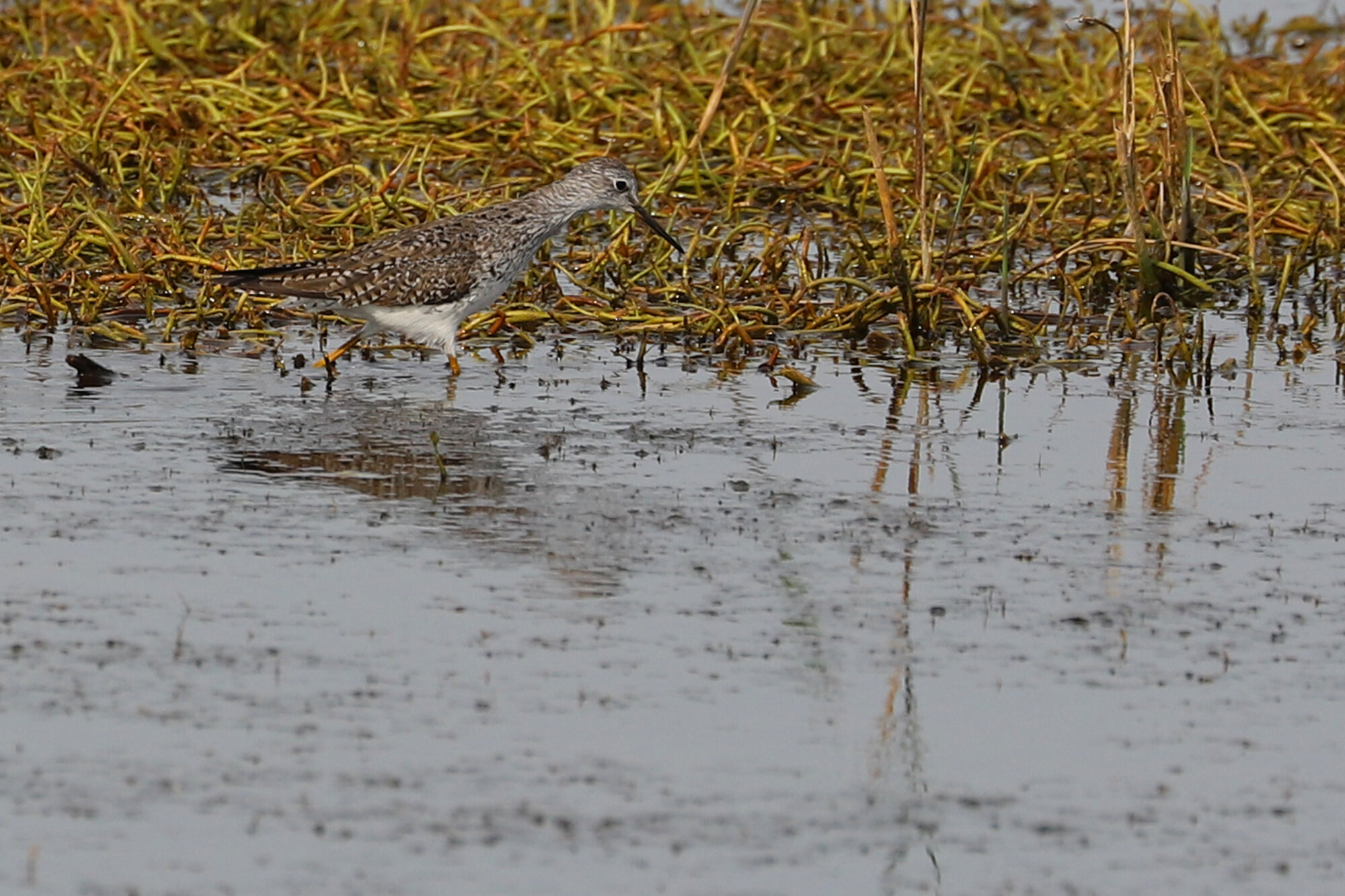  Lesser Yellowlegs/ Princess Anne WMA Whitehurst Tract / 29 Mar 