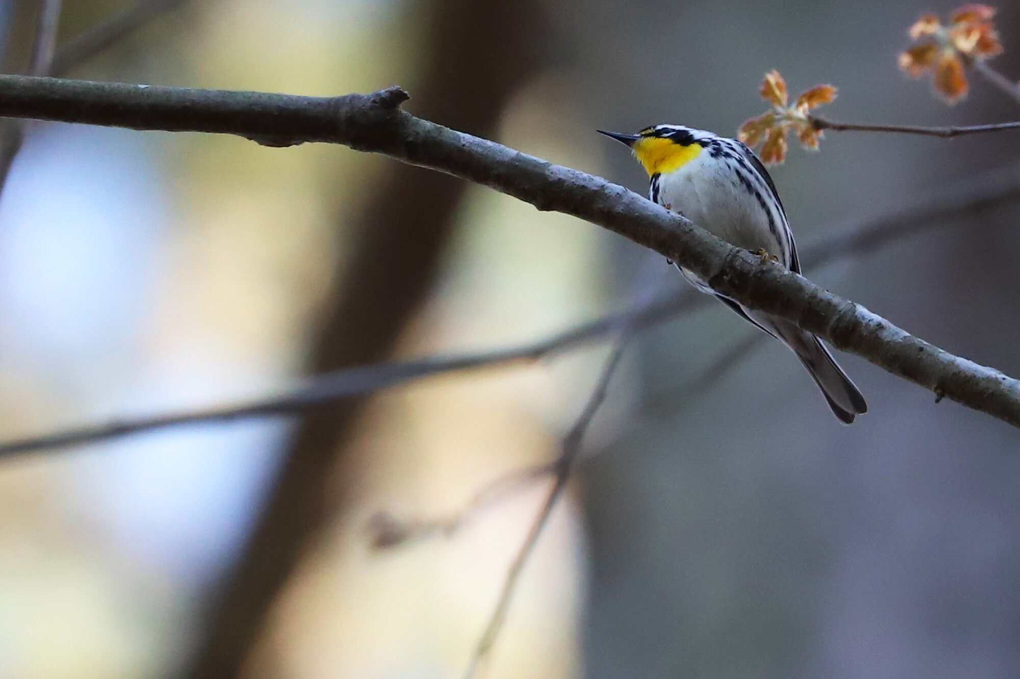  Yellow-throated Warbler / Stumpy Lake NA / 26 Mar 