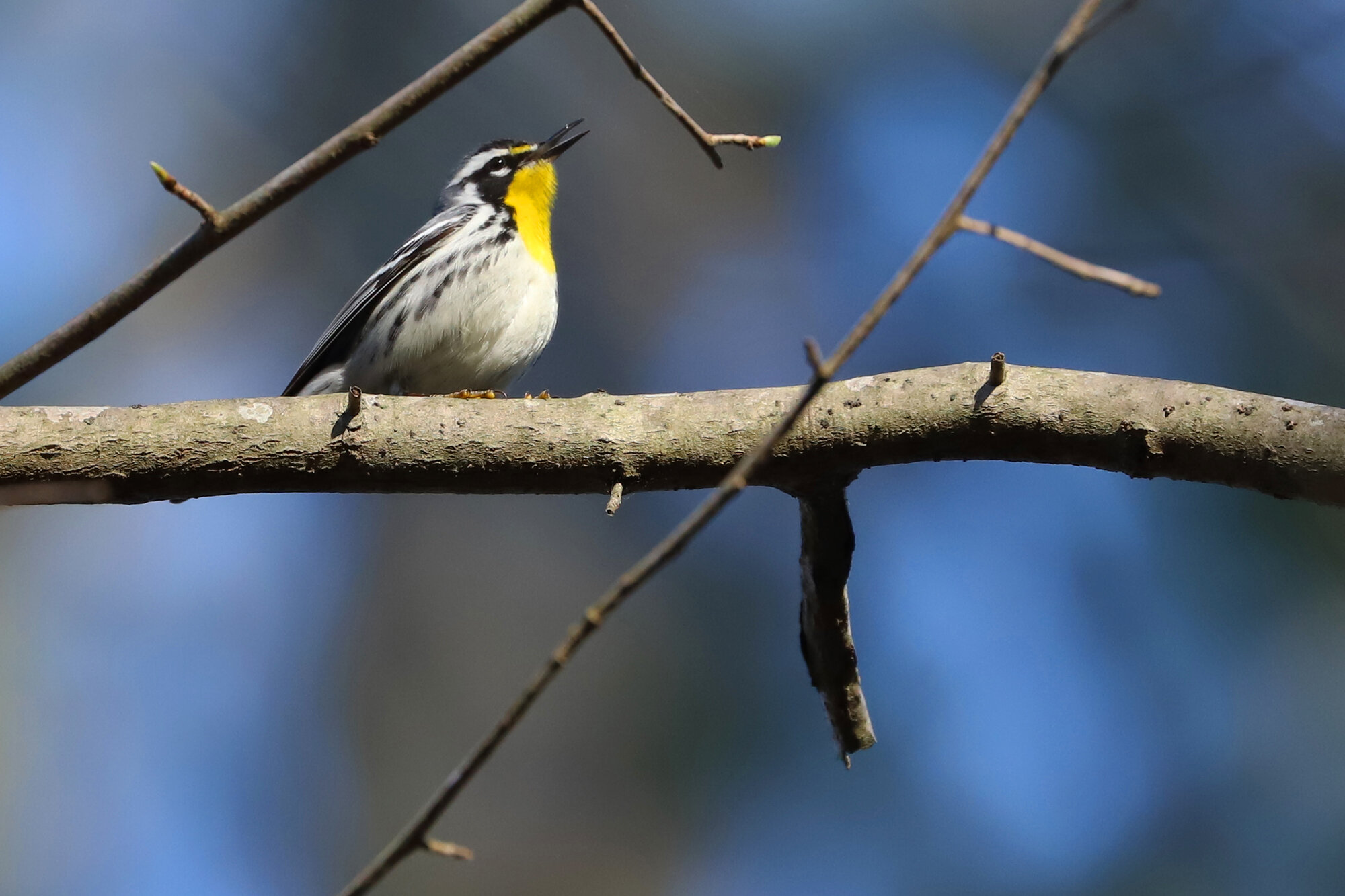  Yellow-throated Warbler / Stumpy Lake NA / 26 Mar; please click this photo to advance to the next!  