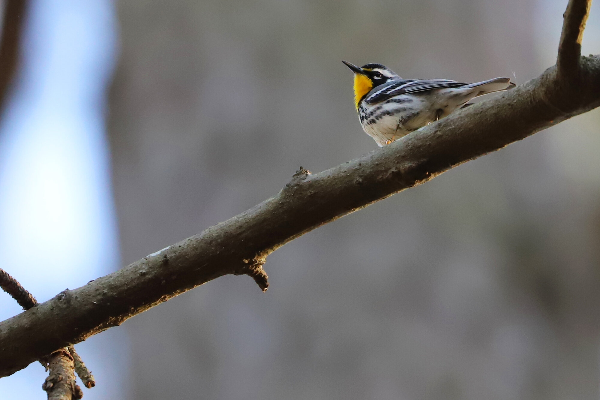  Yellow-throated Warbler / Stumpy Lake NA / 26 Mar 