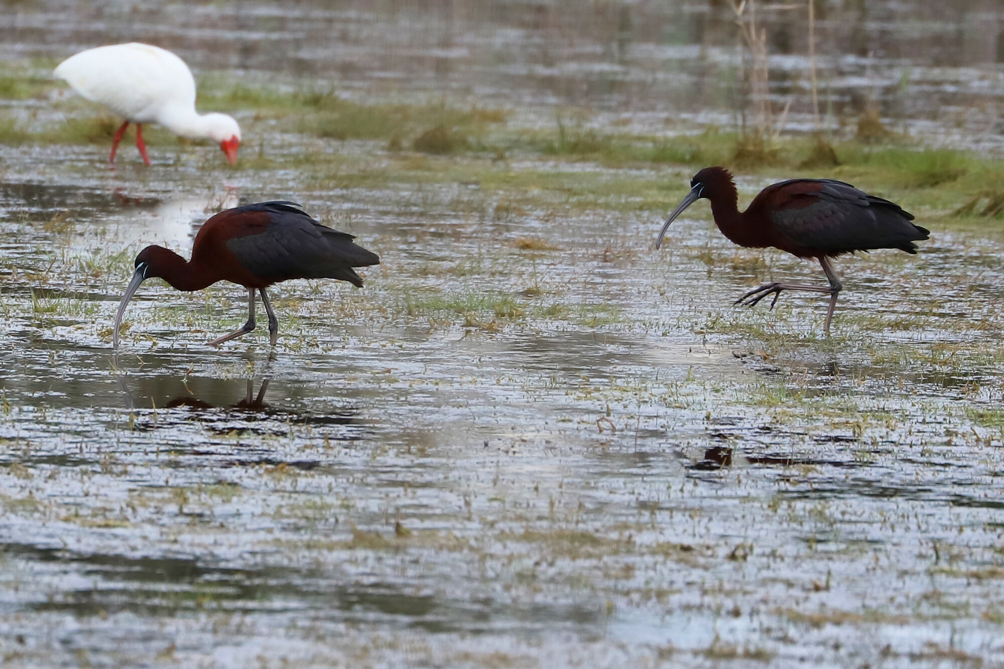  Glossy &amp; White Ibis / Princess Anne WMA Whitehurst Tract / 22 Mar 