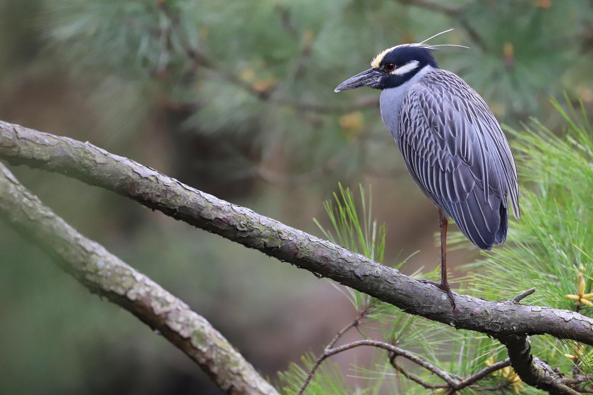  Yellow-crowned Night-Heron / Pleasure House Point NA / 27 Mar; please click this photo to advance to the next! 