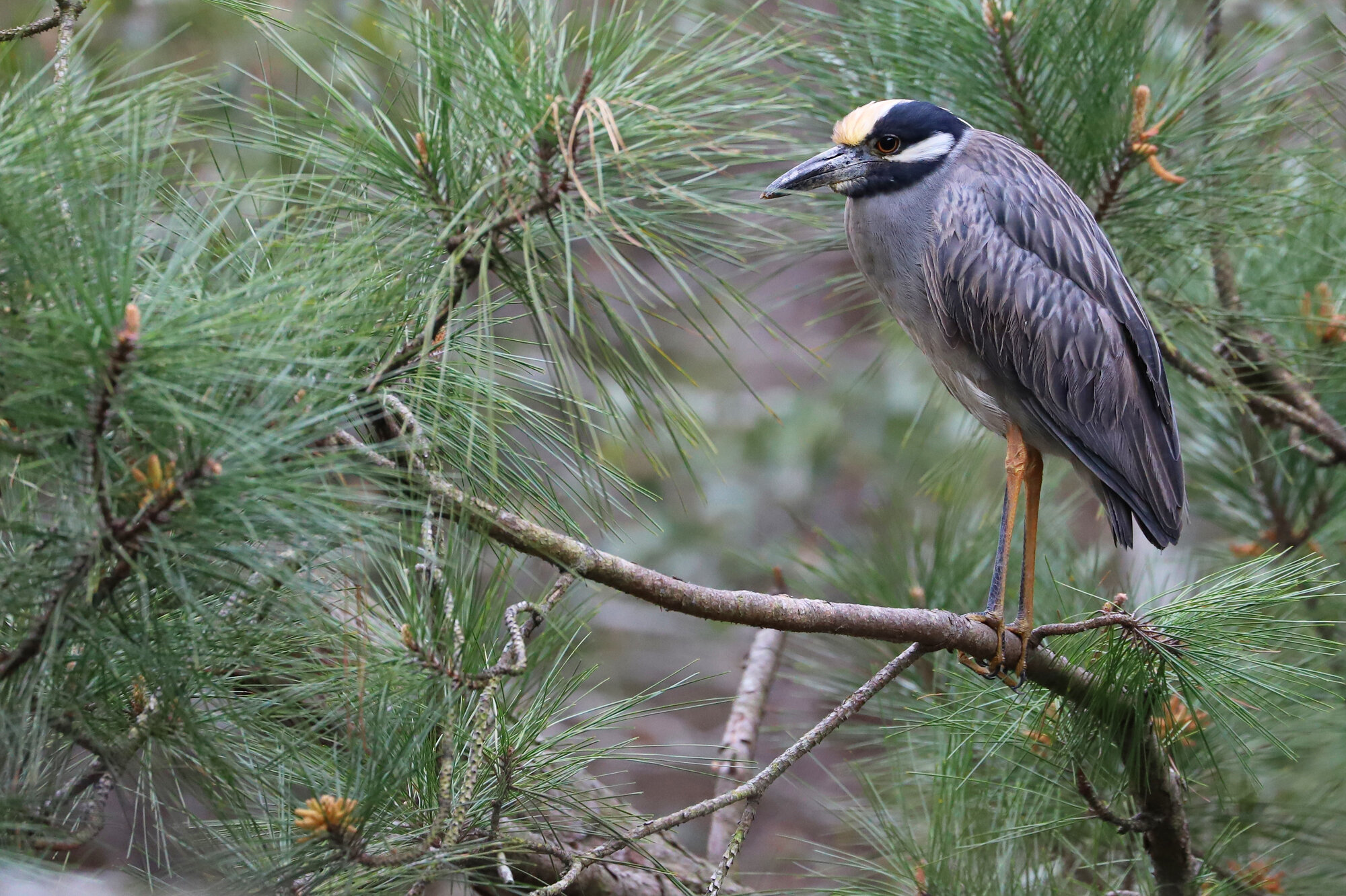  Yellow-crowned Night-Heron / Pleasure House Point NA / 27 Mar 