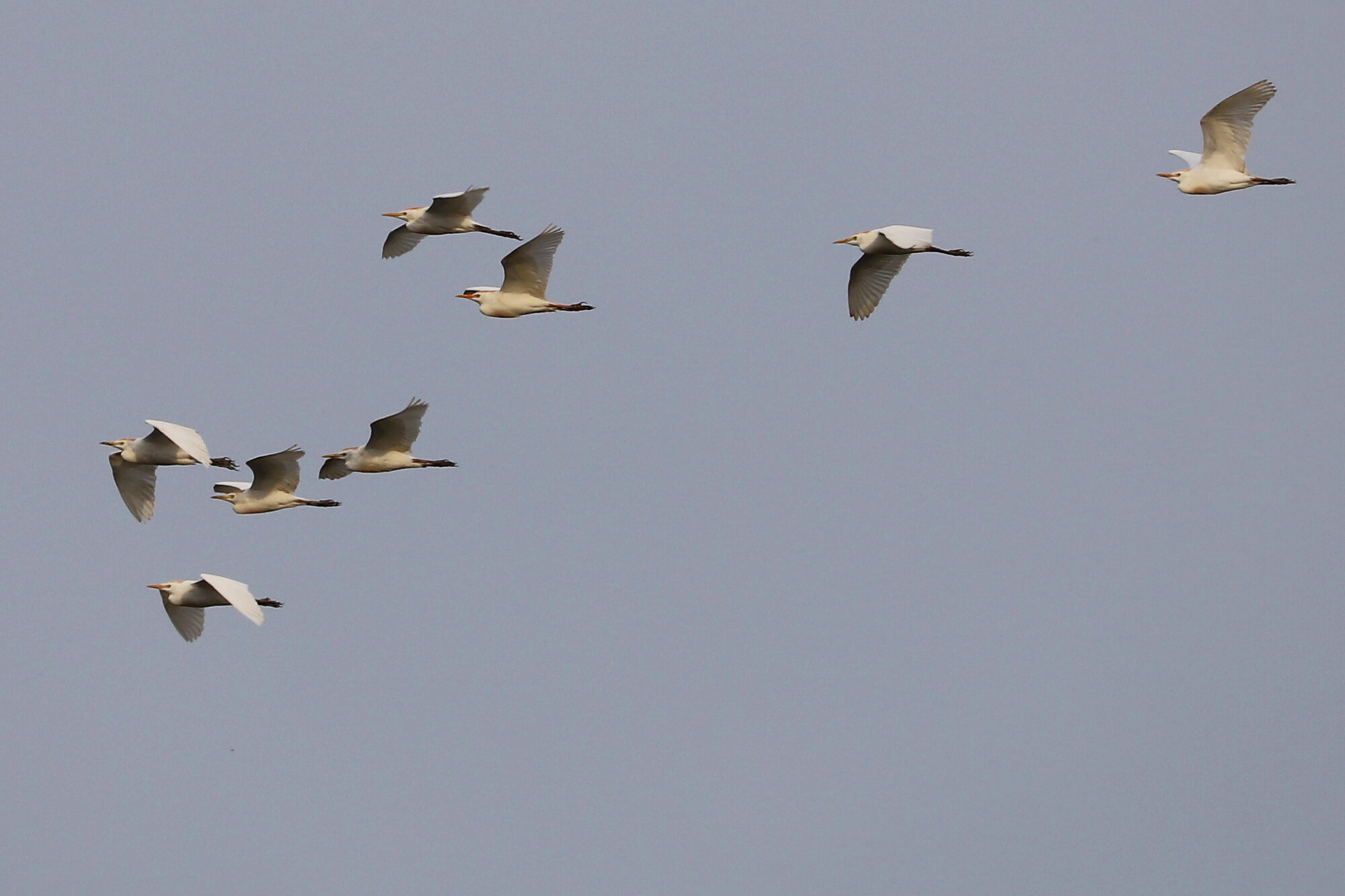  Cattle Egrets / Princess Anne WMA Whitehurst Tract / 29 Mar 