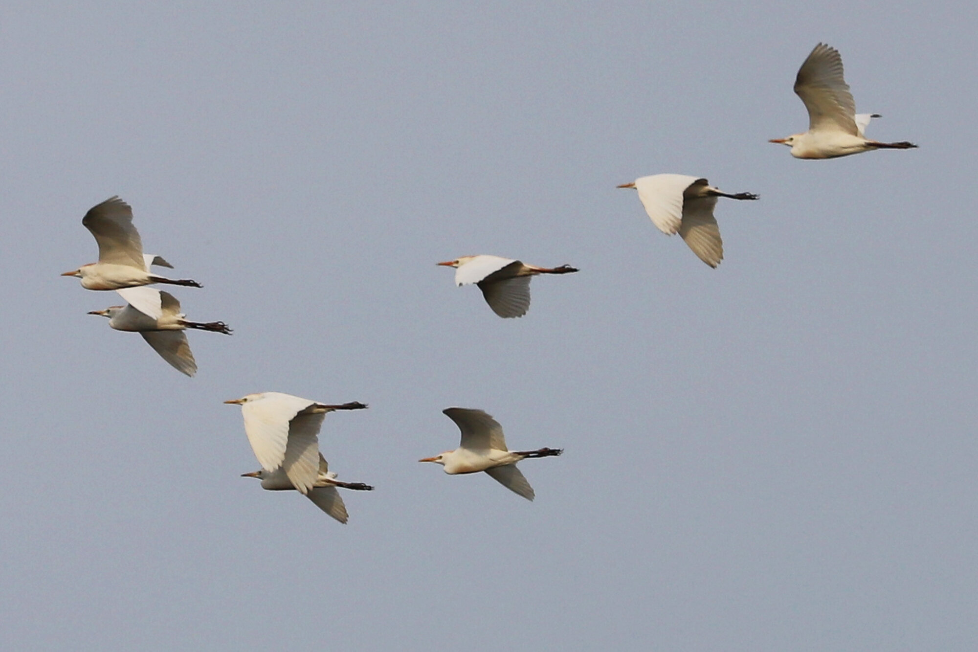  Cattle Egrets / Princess Anne WMA Whitehurst Tract / 29 Mar 