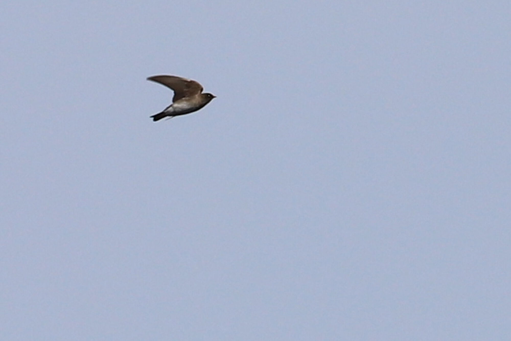  Northern Rough-winged Swallow / NAS Oceana (Restricted) / 14 Mar 