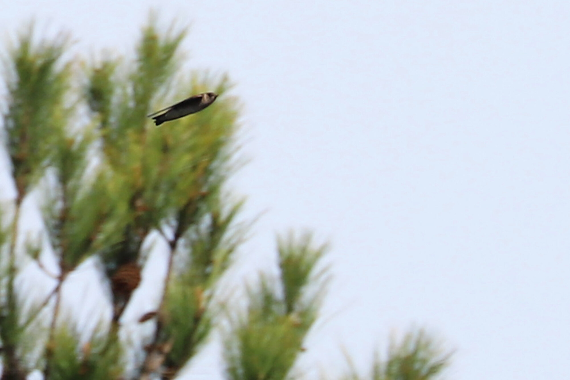  Northern Rough-winged Swallow / NAS Oceana (Restricted) / 14 Mar 