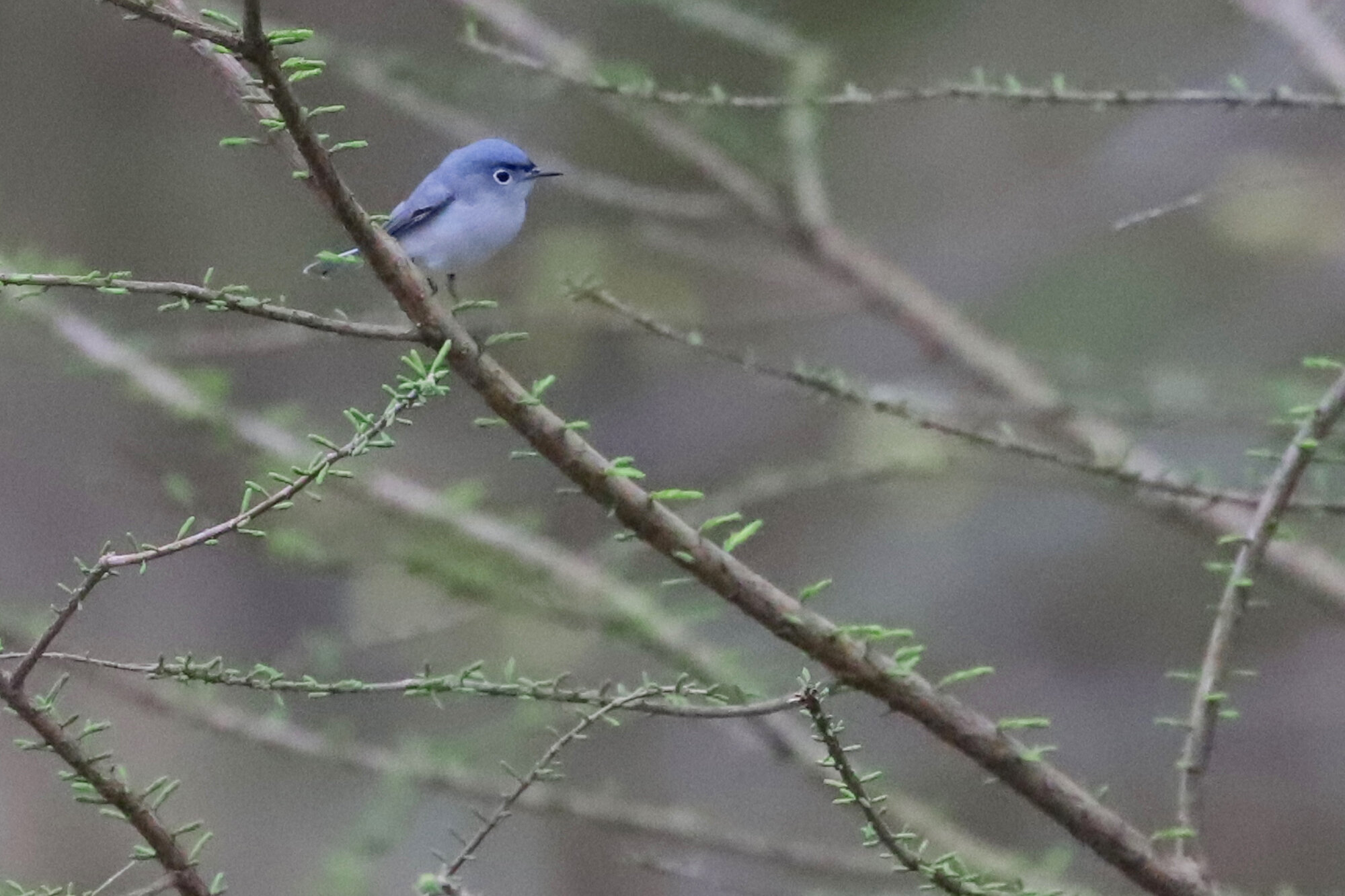  Blue-gray Gnatcatcher / Stumpy Lake NA / 21 Mar 