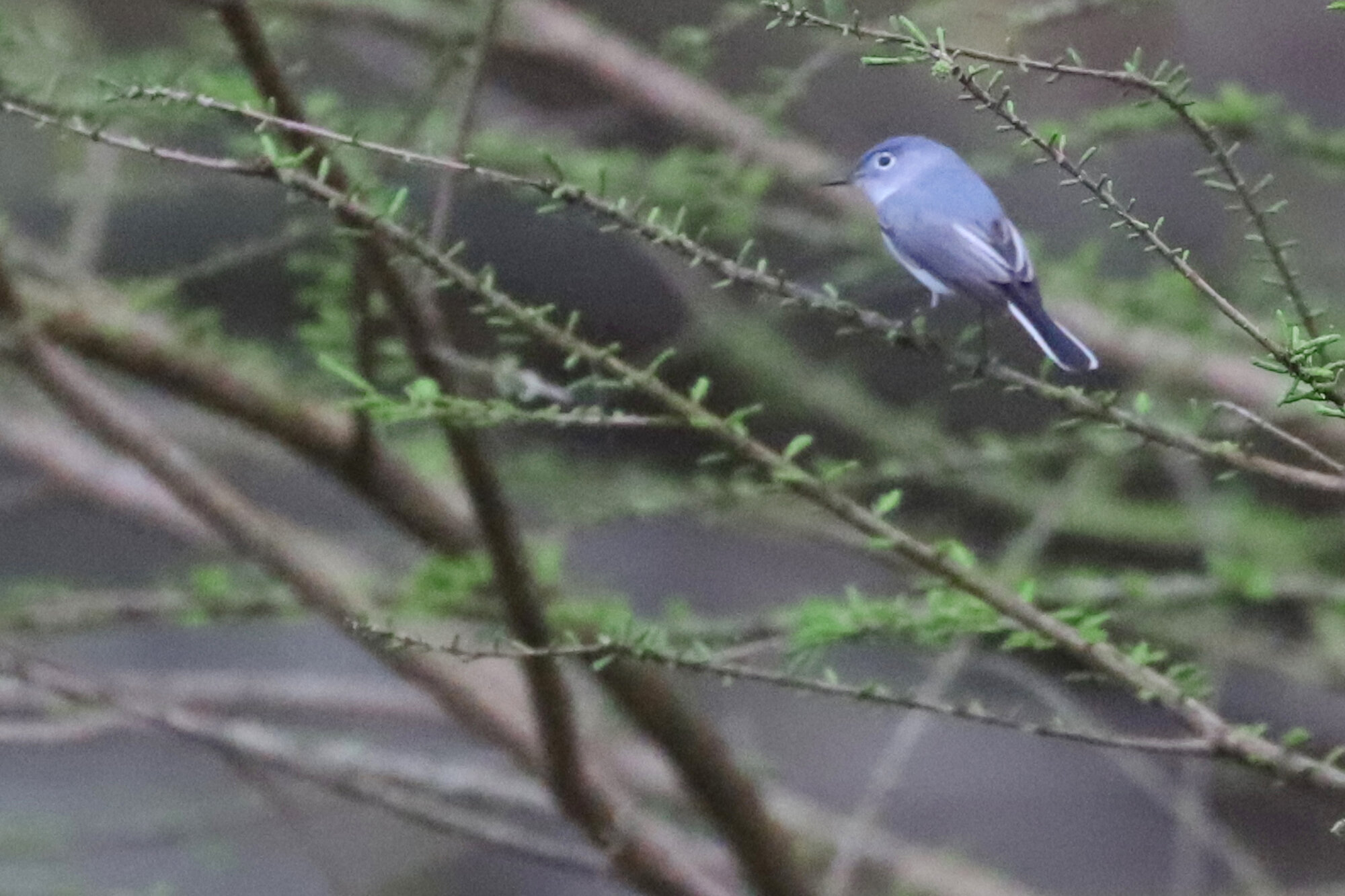  Blue-gray Gnatcatcher / Stumpy Lake NA / 21 Mar 