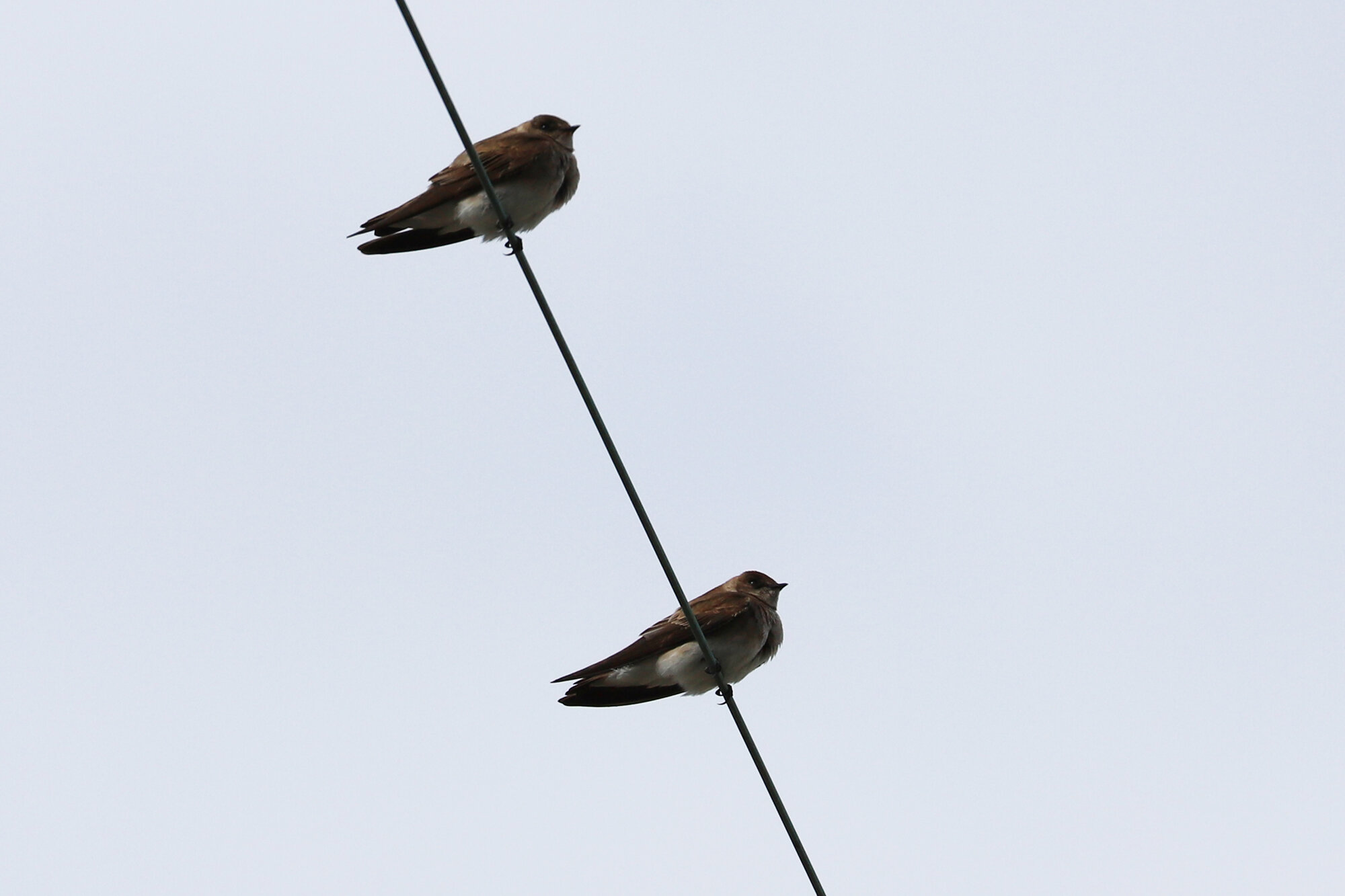  Northern Rough-winged Swallows / Munden Road / 22 Mar 