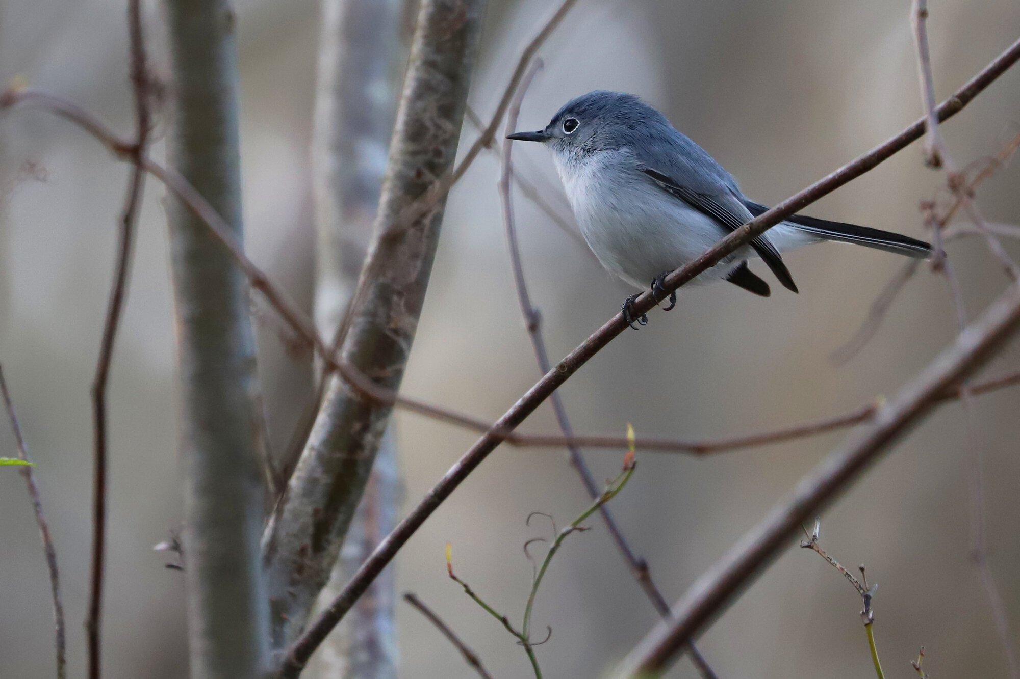  Blue-gray Gnatcatcher / Stumpy Lake NA / 26 Mar 