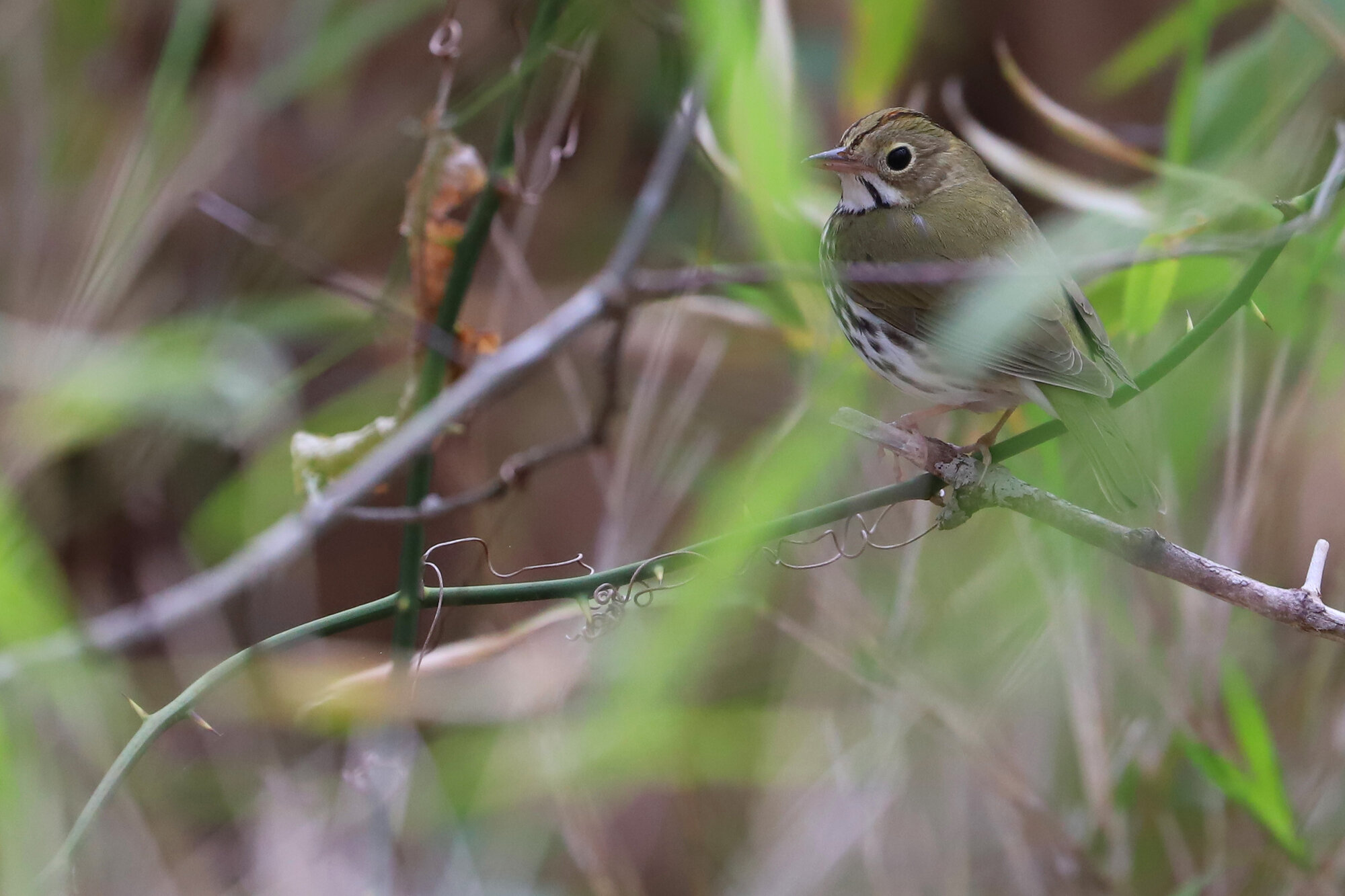  Ovenbird / West Neck Creek NA / 30 Mar; please click this photo to advance to the next!  