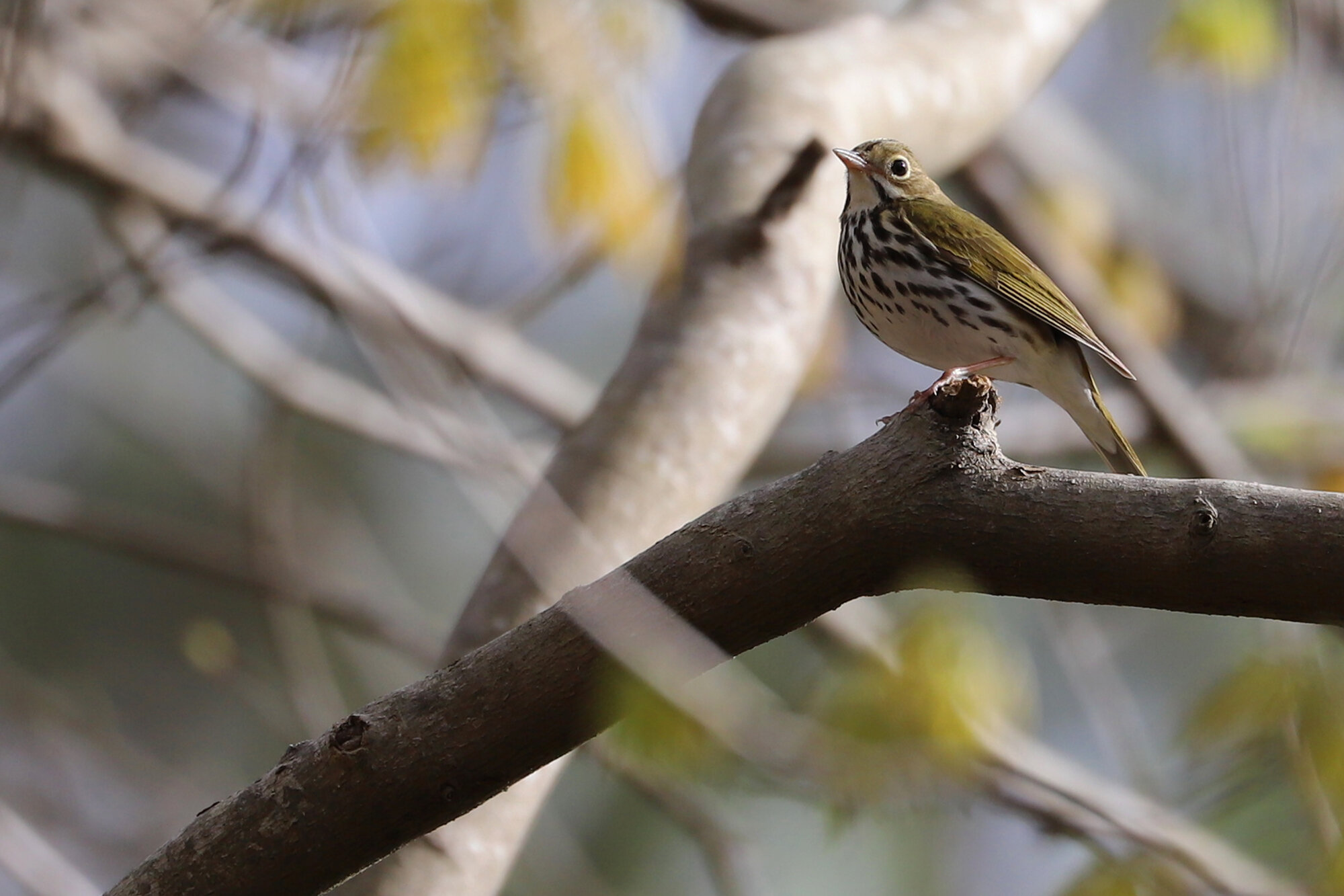  Ovenbird / West Neck Creek NA / 30 Mar 