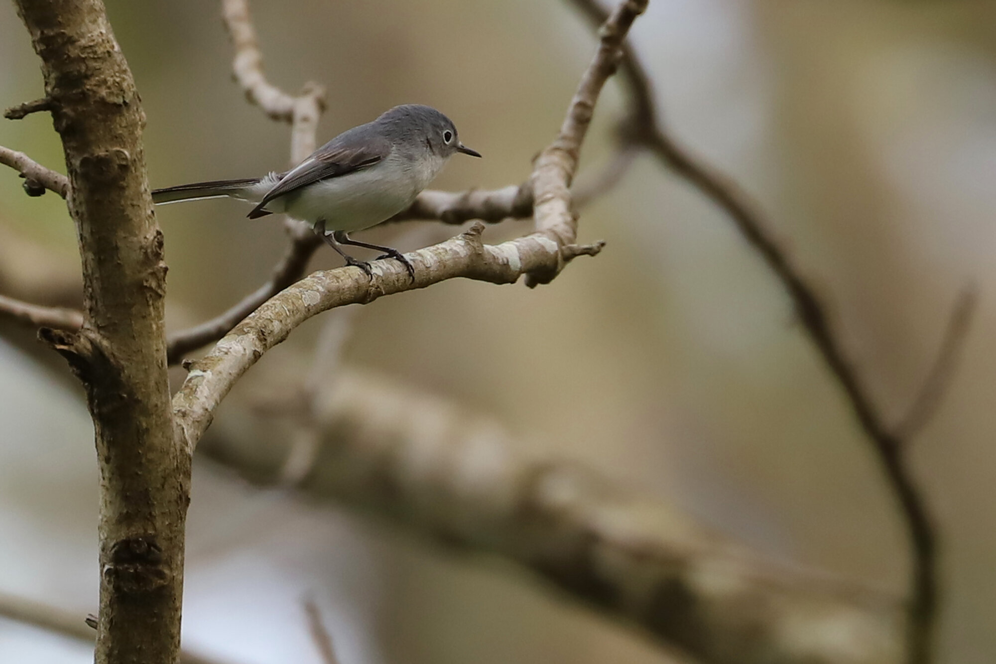  Blue-gray Gnatcatcher / West Neck Creek NA / 30 Mar 