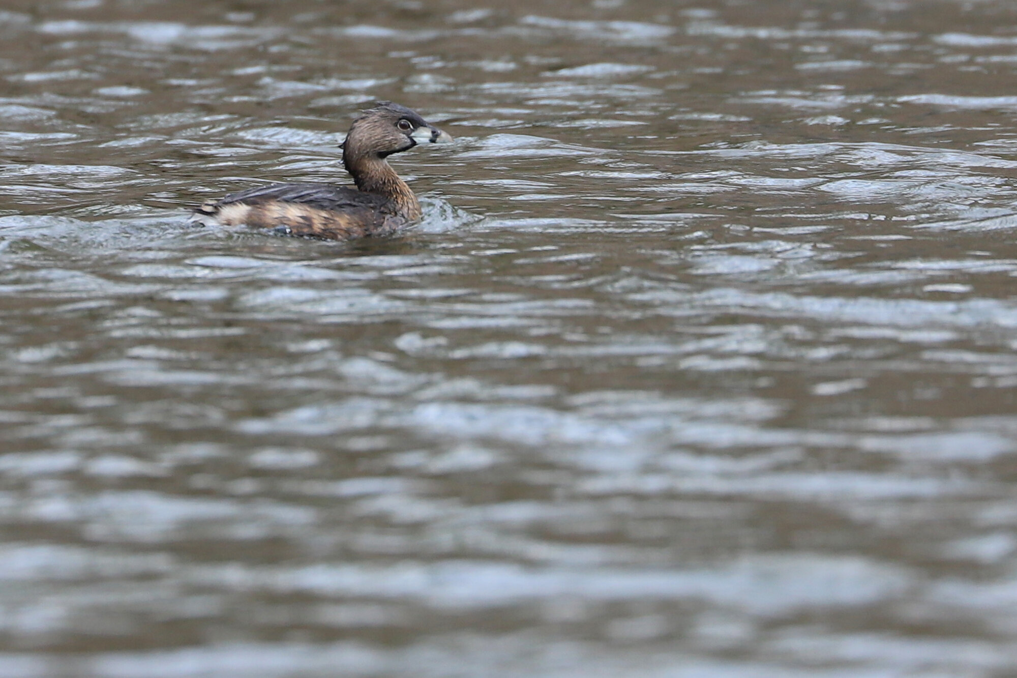  Pied-billed Grebe / Kings Grant Lakes / 5 Mar 