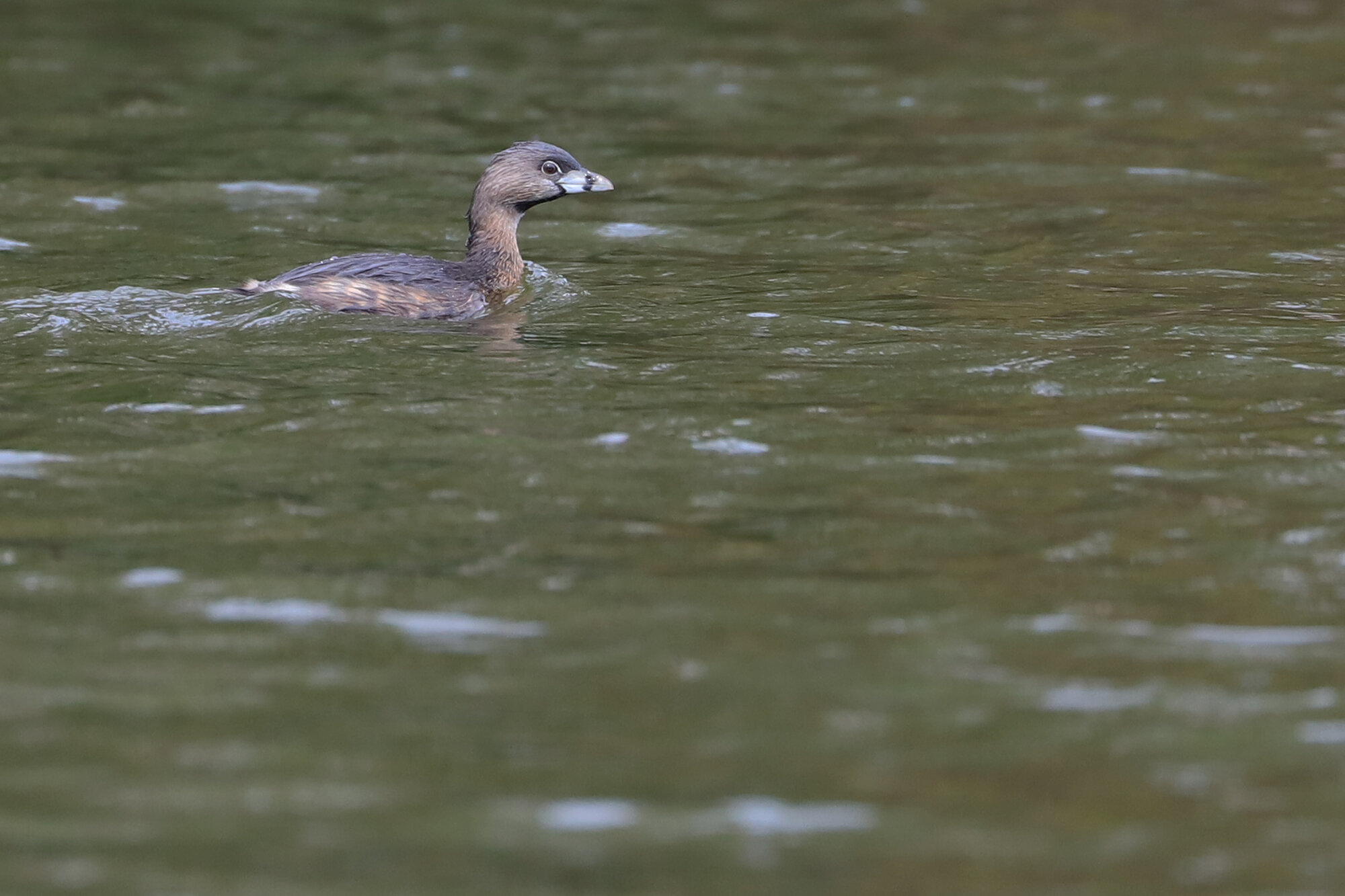  Pied-billed Grebe / Kings Grant Lakes / 5 Mar 