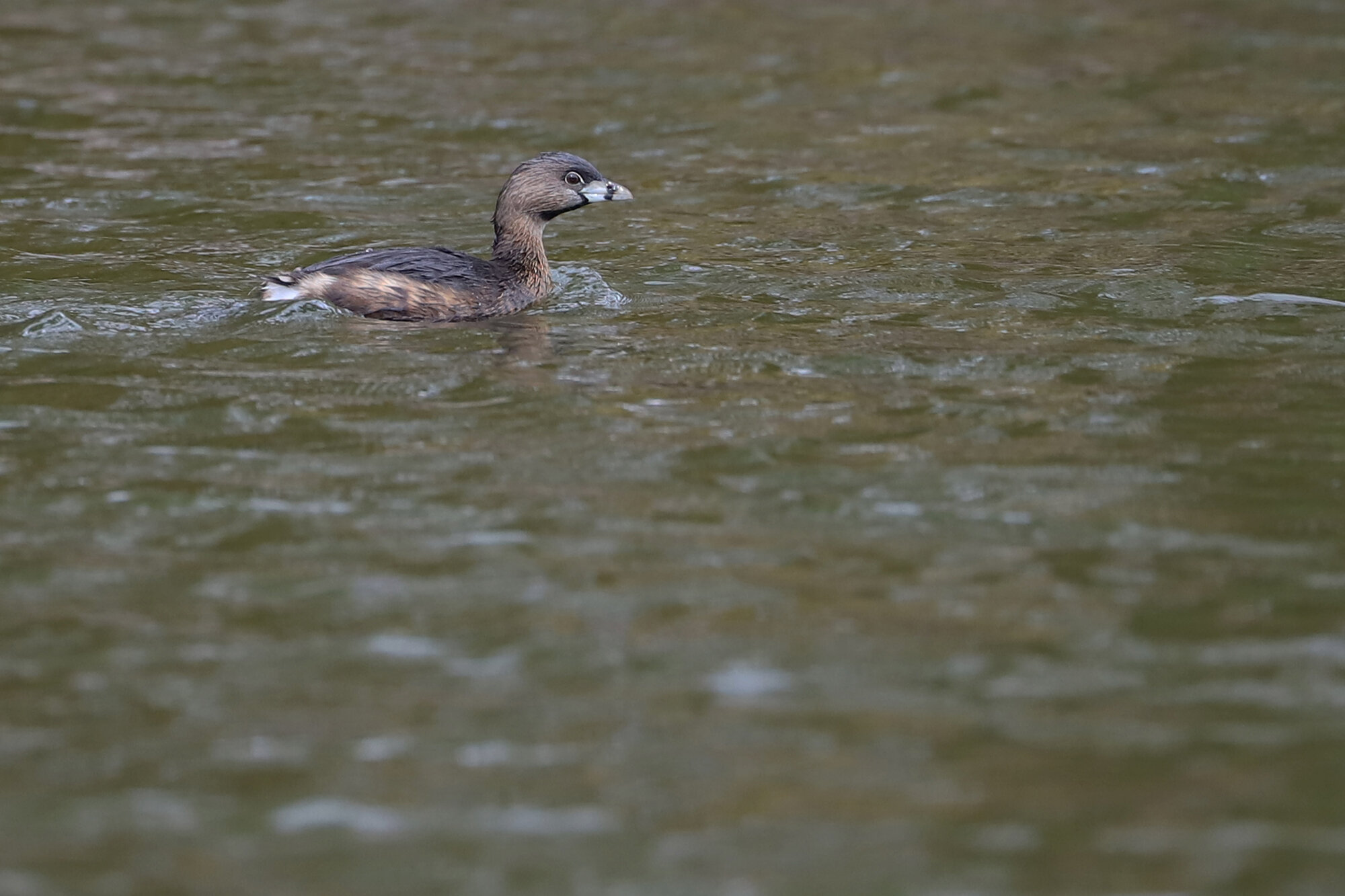  Pied-billed Grebe / Kings Grant Lakes / 5 Mar; please click this photo to advance to the next!  