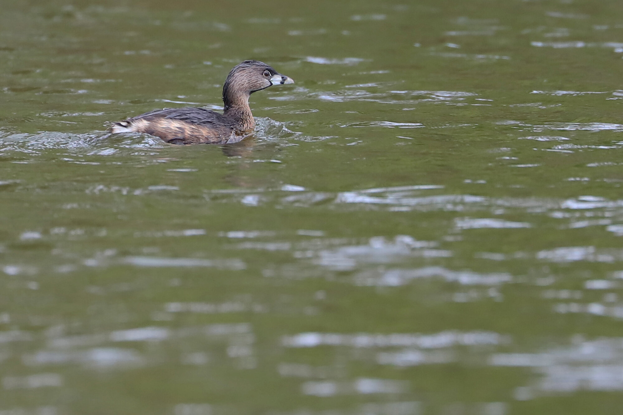  Pied-billed Grebe / Kings Grant Lakes / 5 Mar 