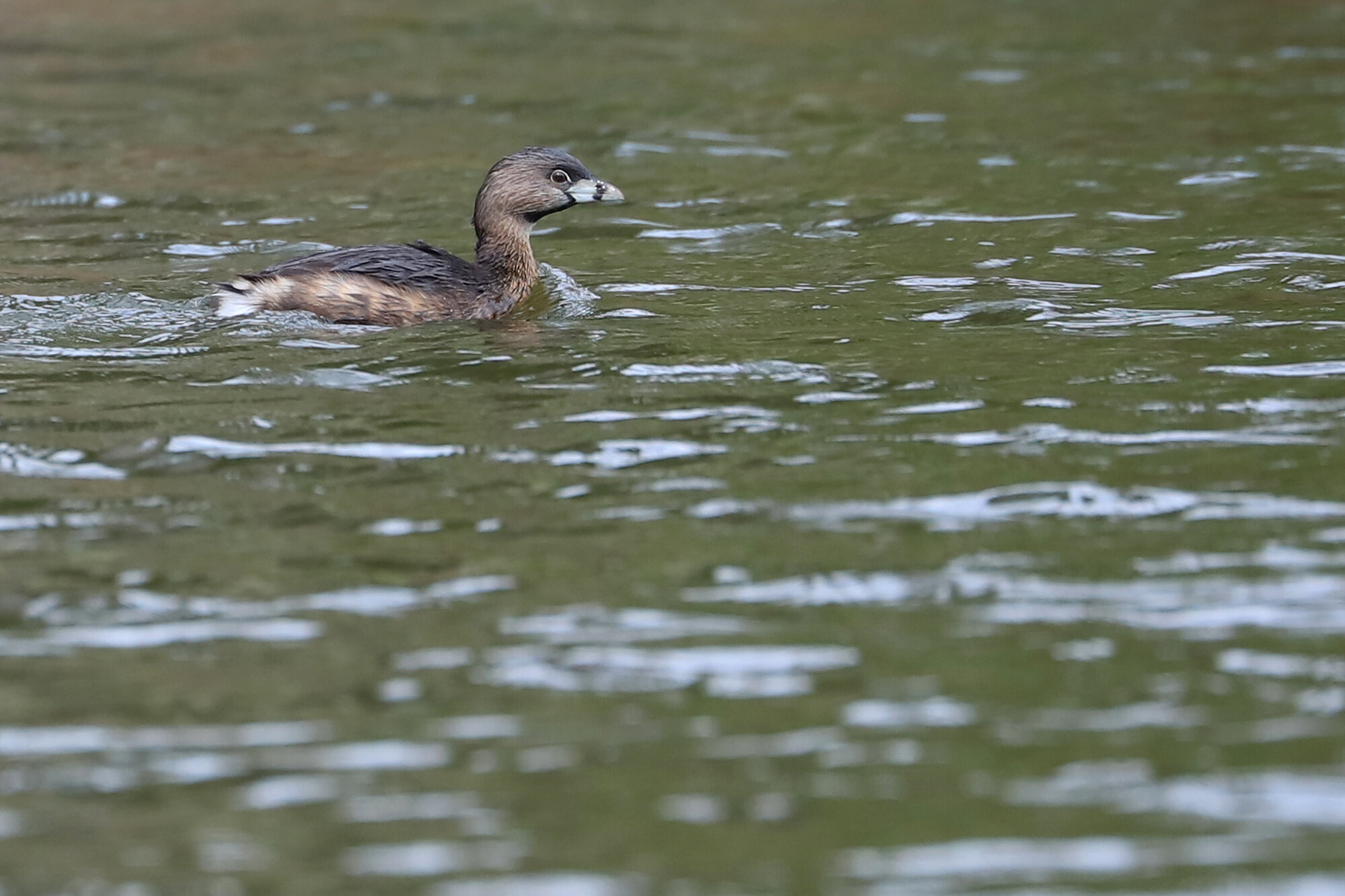  Pied-billed Grebe / Kings Grant Lakes / 5 Mar 