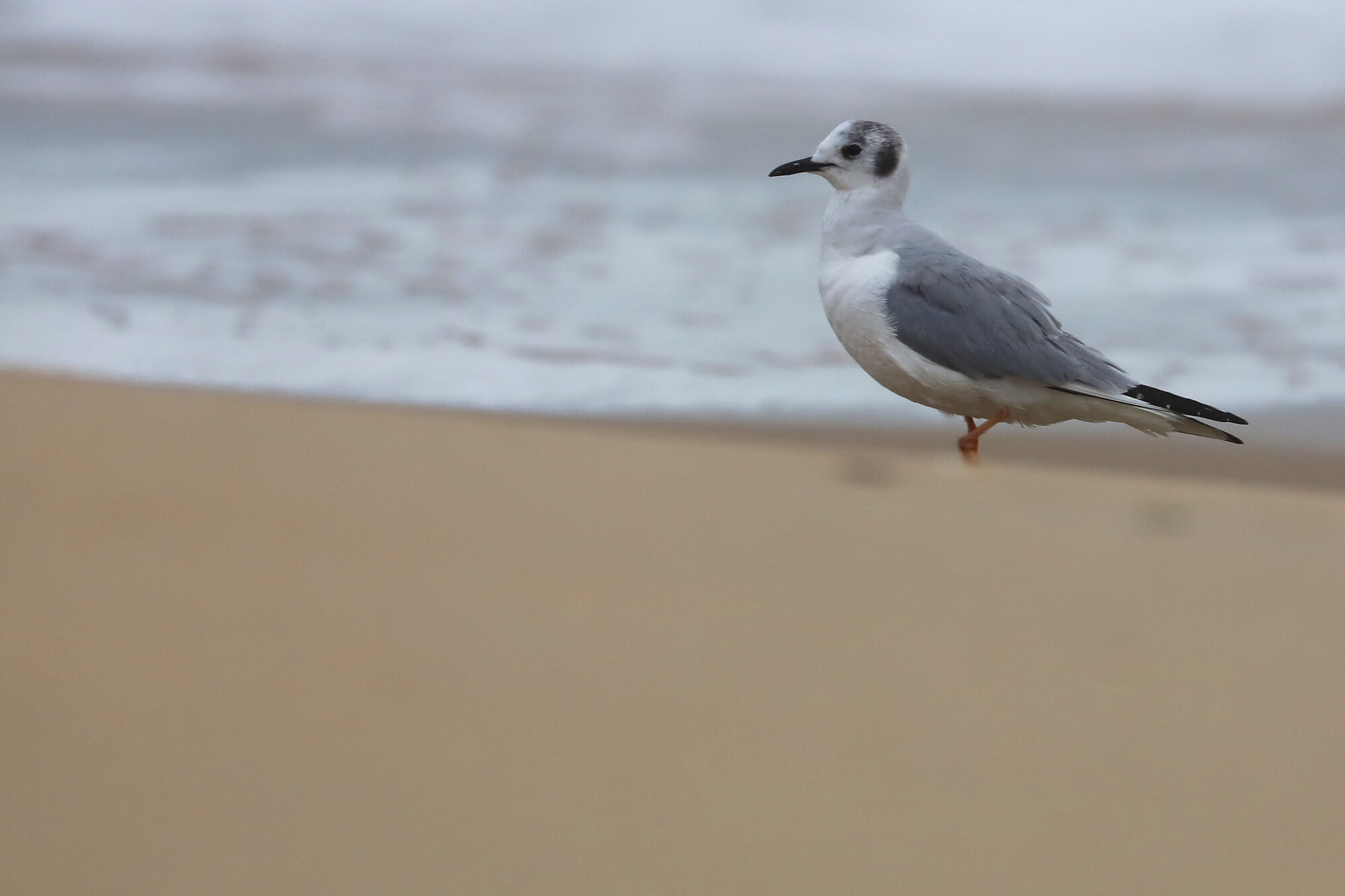  Bonaparte's Gull / Back Bay NWR / 28 Mar 