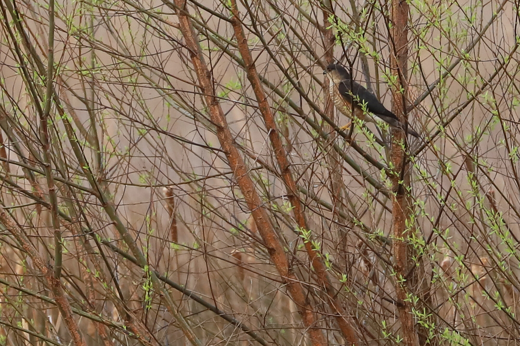  Sharp-shinned Hawk / Back Bay NWR / 28 Mar 