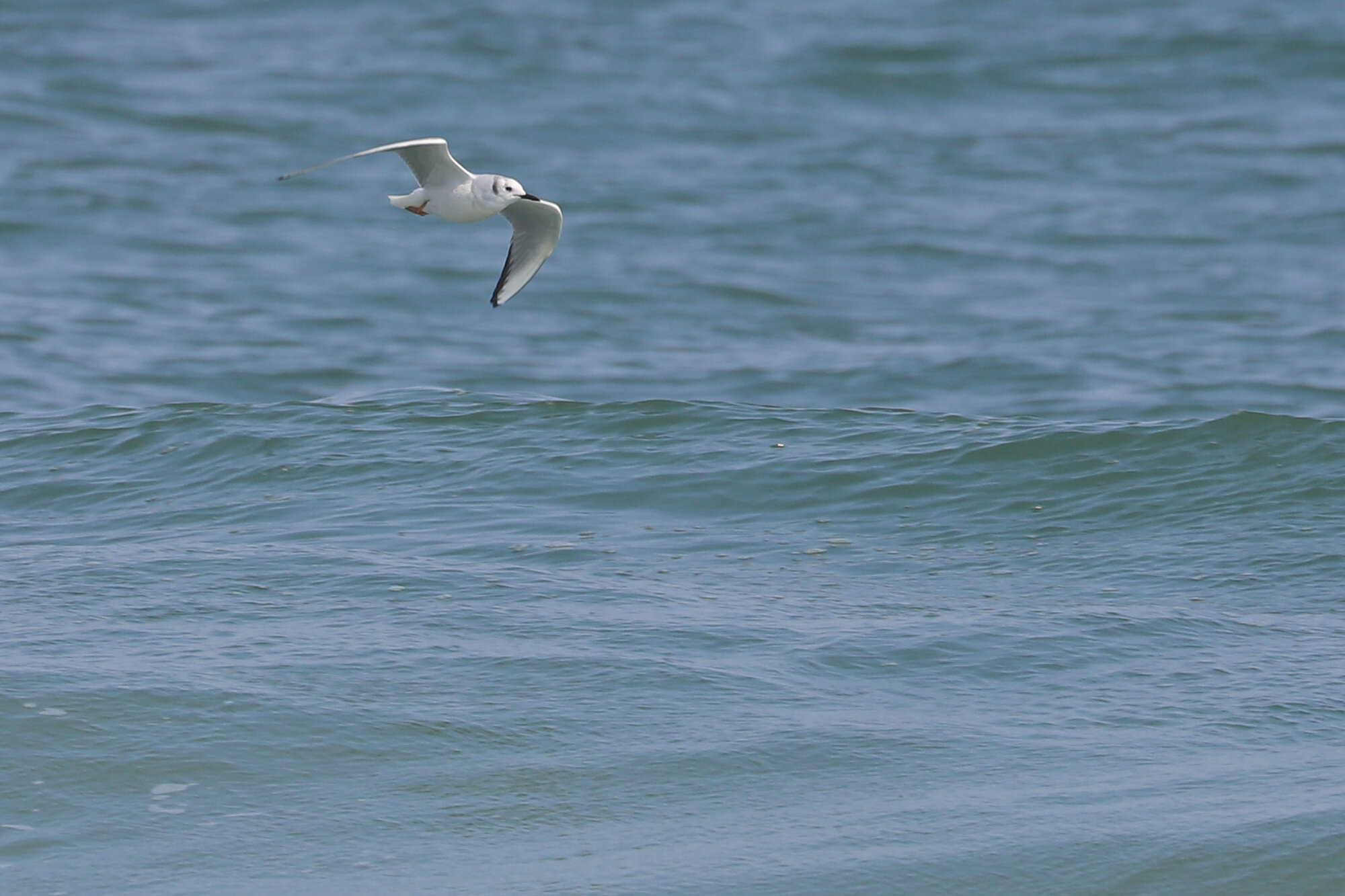  Bonaparte's Gull / Back Bay NWR / 28 Mar 