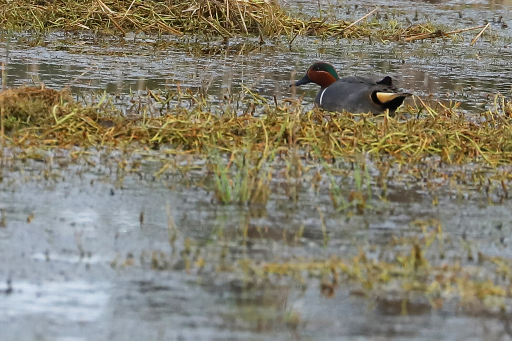  Green-winged Teals / Princess Anne WMA Whitehurst Tract / 29 Mar 