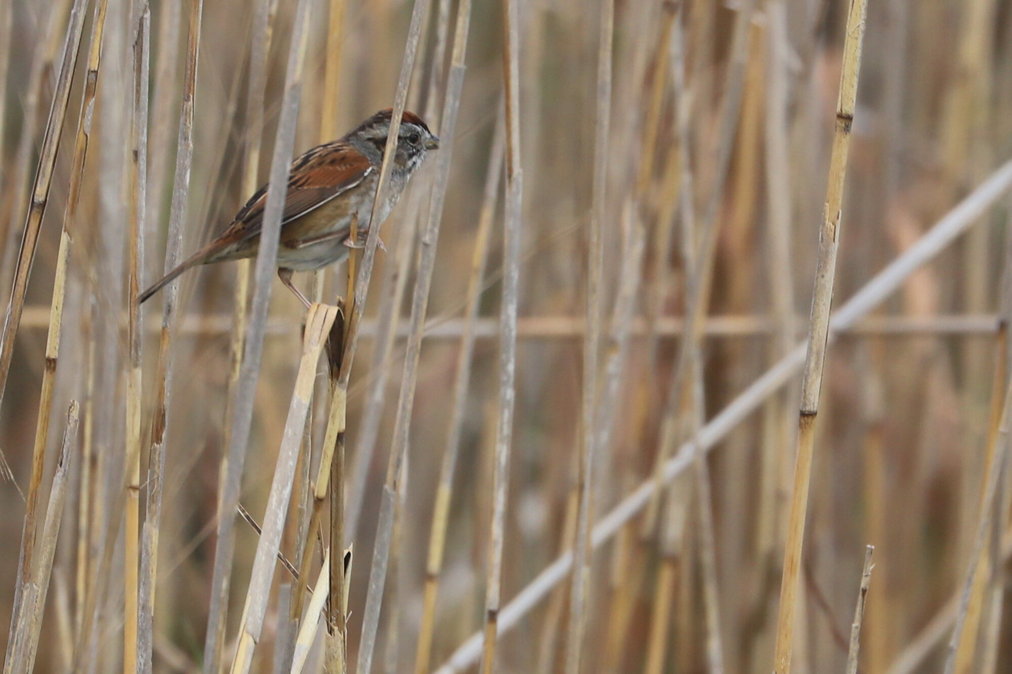  Swamp Sparrow / Back Bay NWR / 28 Mar 