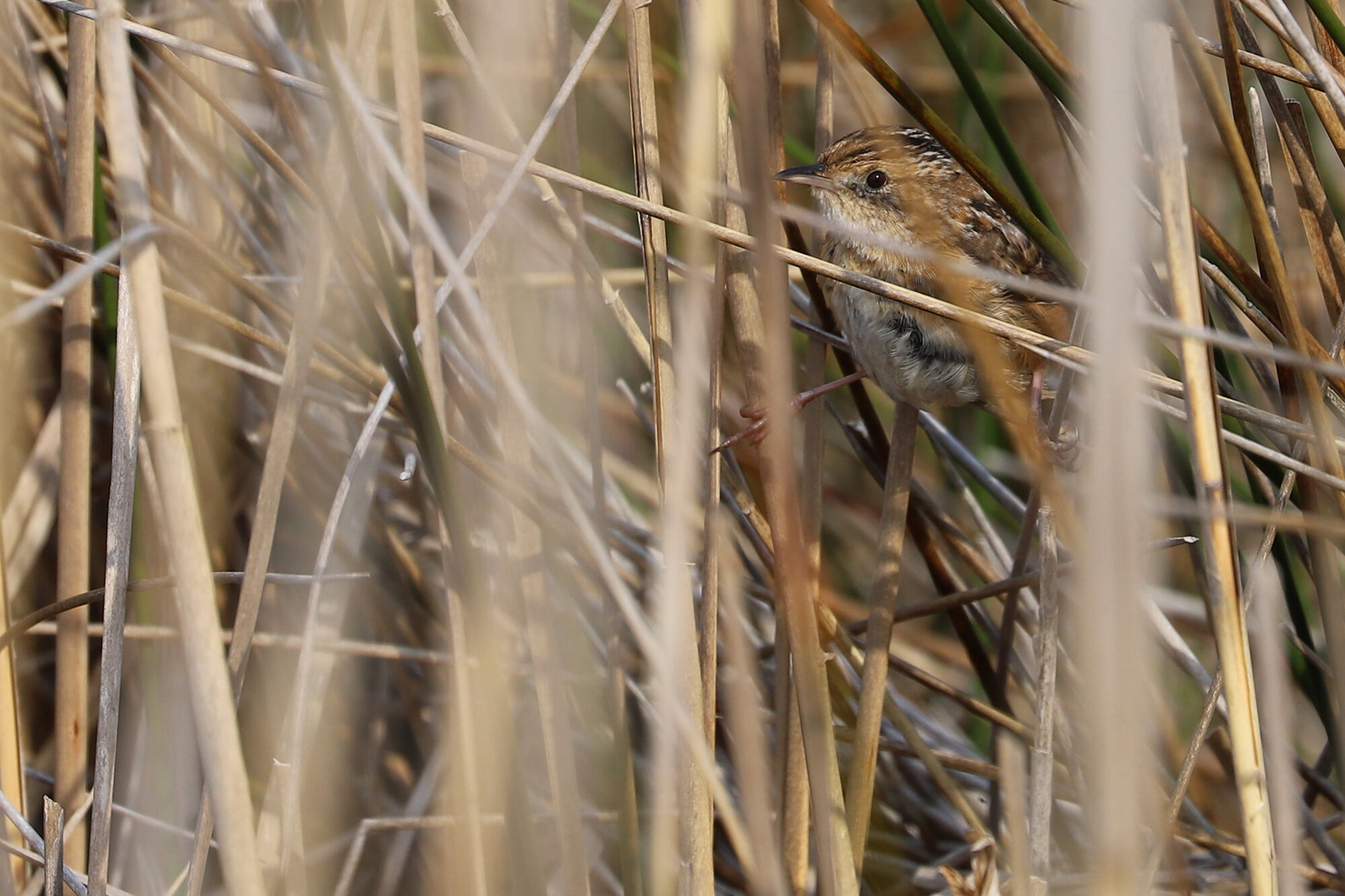  Sedge Wren / Back Bay NWR / 28 Mar; please click this photo to advance to the next! 
