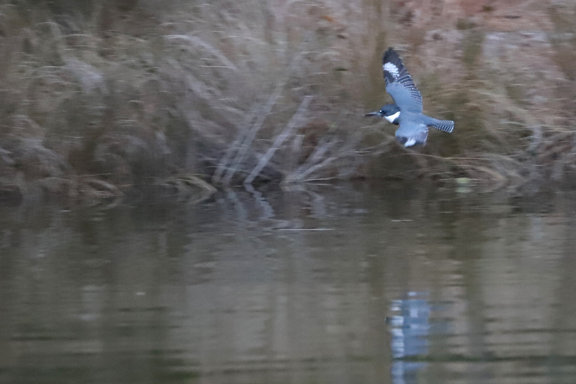  Belted Kingfisher / Pleasure House Point NA / 7 Mar 
