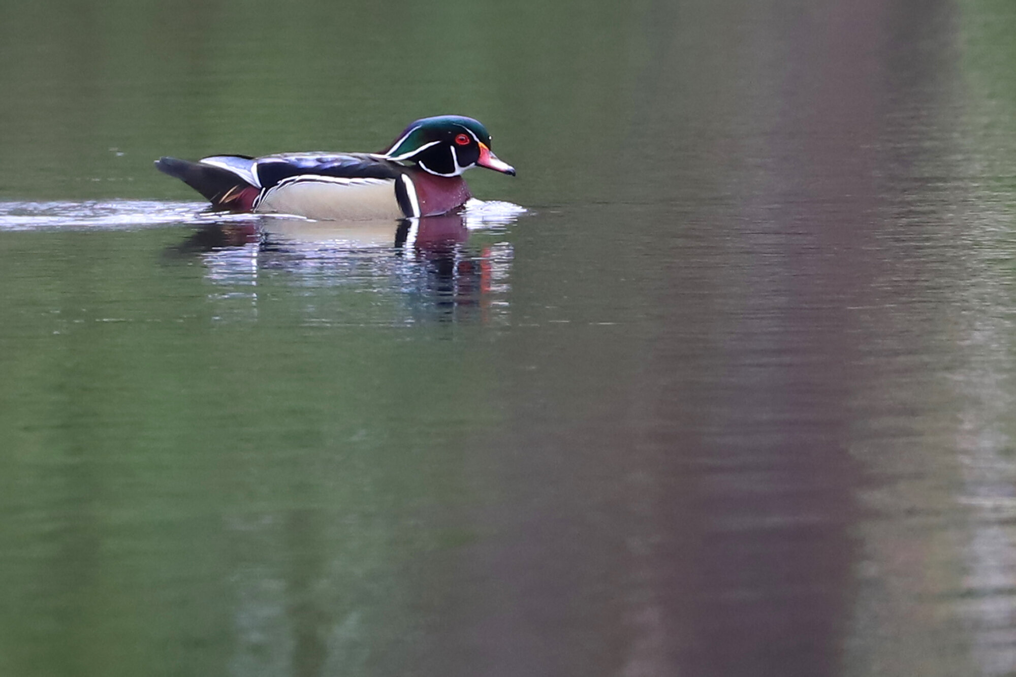  Wood Duck / Kings Grant Lakes / 5 Mar 