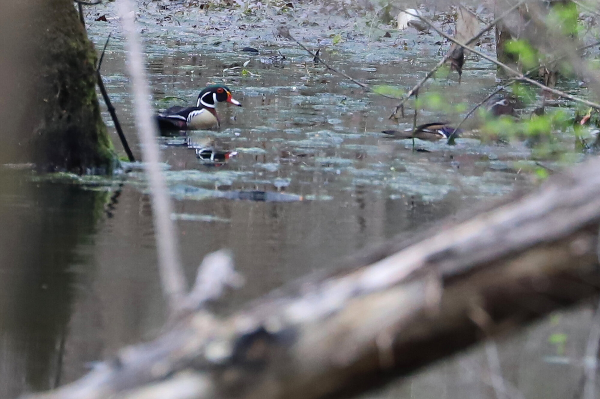  Wood Ducks / Stumpy Lake NA / 13 Mar  