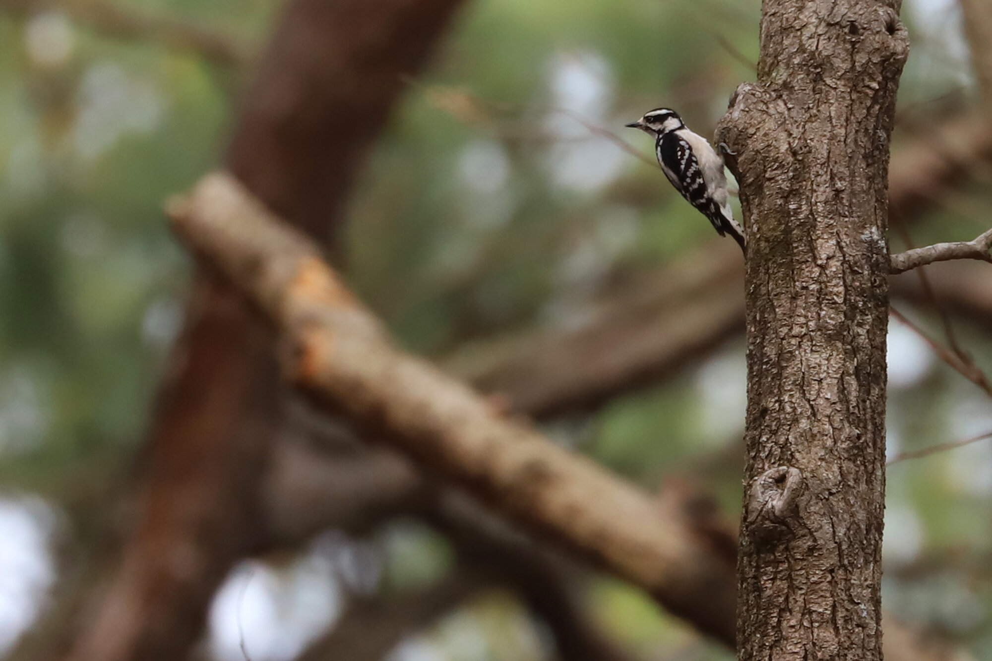  Downy Woodpecker / Stumpy Lake NA / 13 Mar 