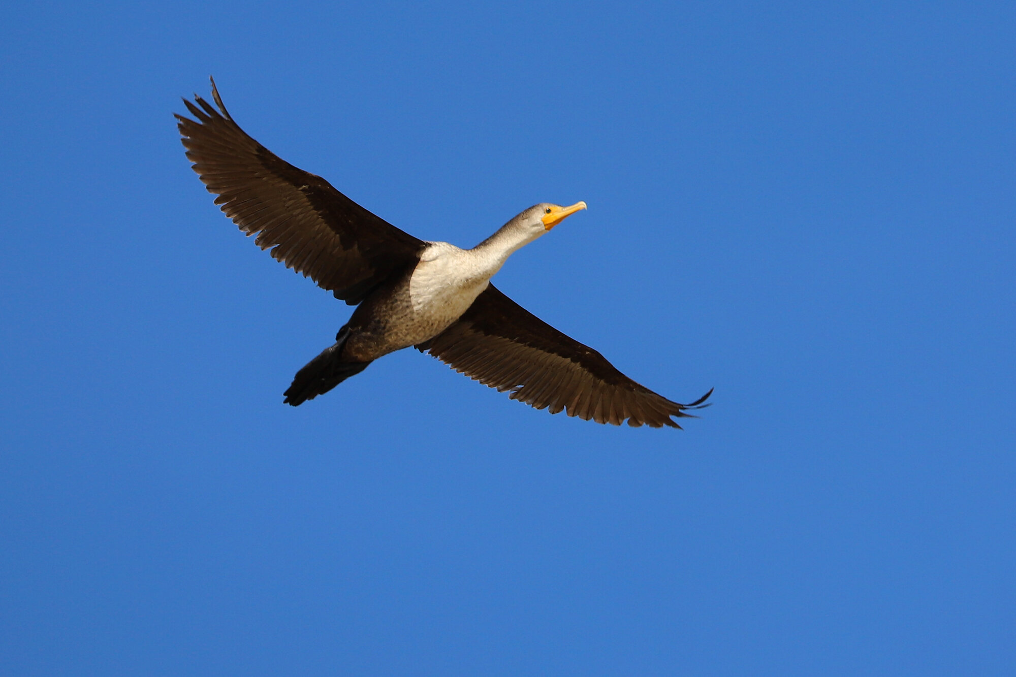  Double-crested Cormorant / Back Bay NWR / 14 Mar 