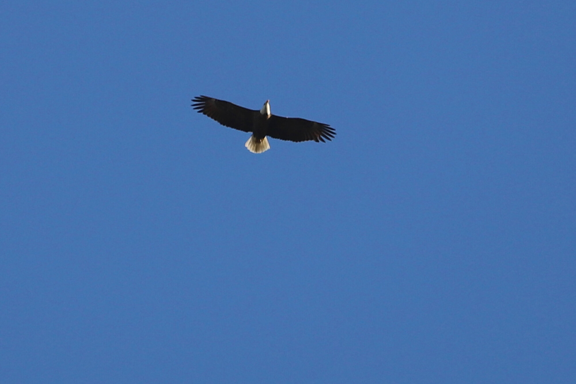  Bald Eagle / Stumpy Lake NA / 26 Mar 
