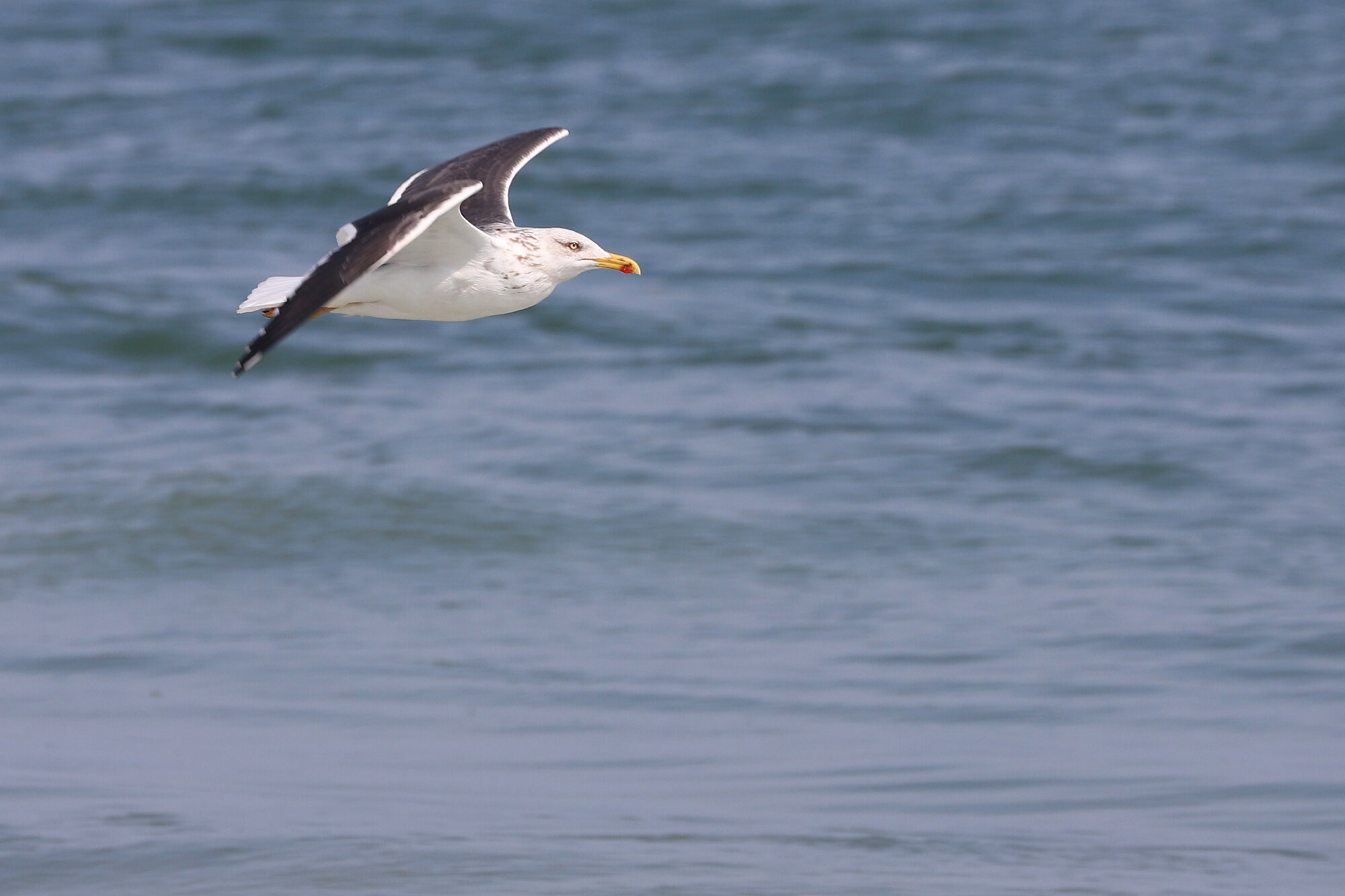 Lesser Black-backed Gull / Back Bay NWR / 28 Mar 