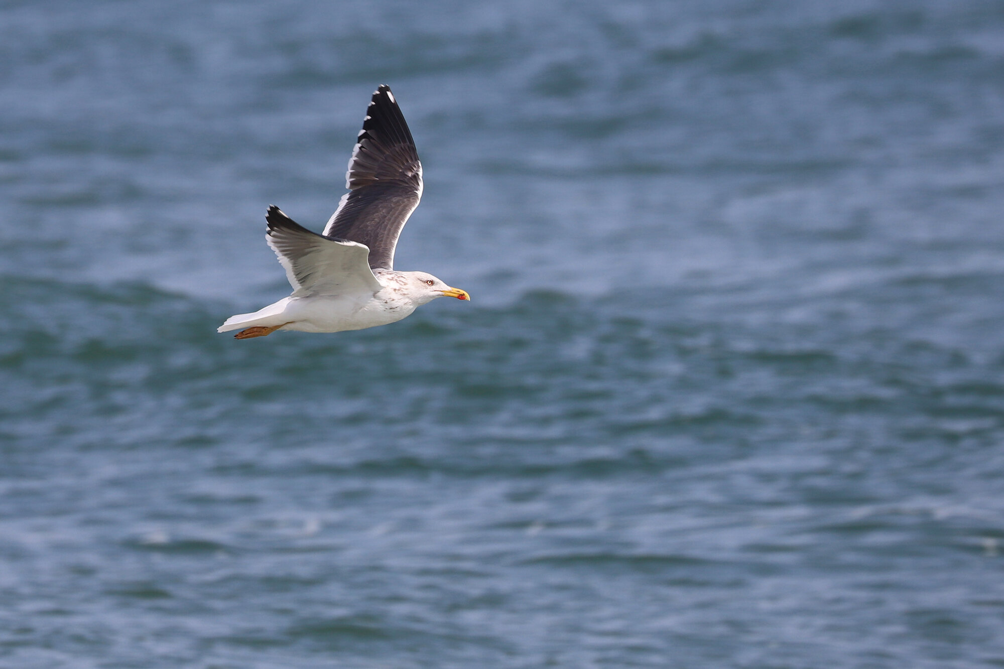  Lesser Black-backed Gull / Back Bay NWR / 28 Mar; please click this photo to advance to the next! 