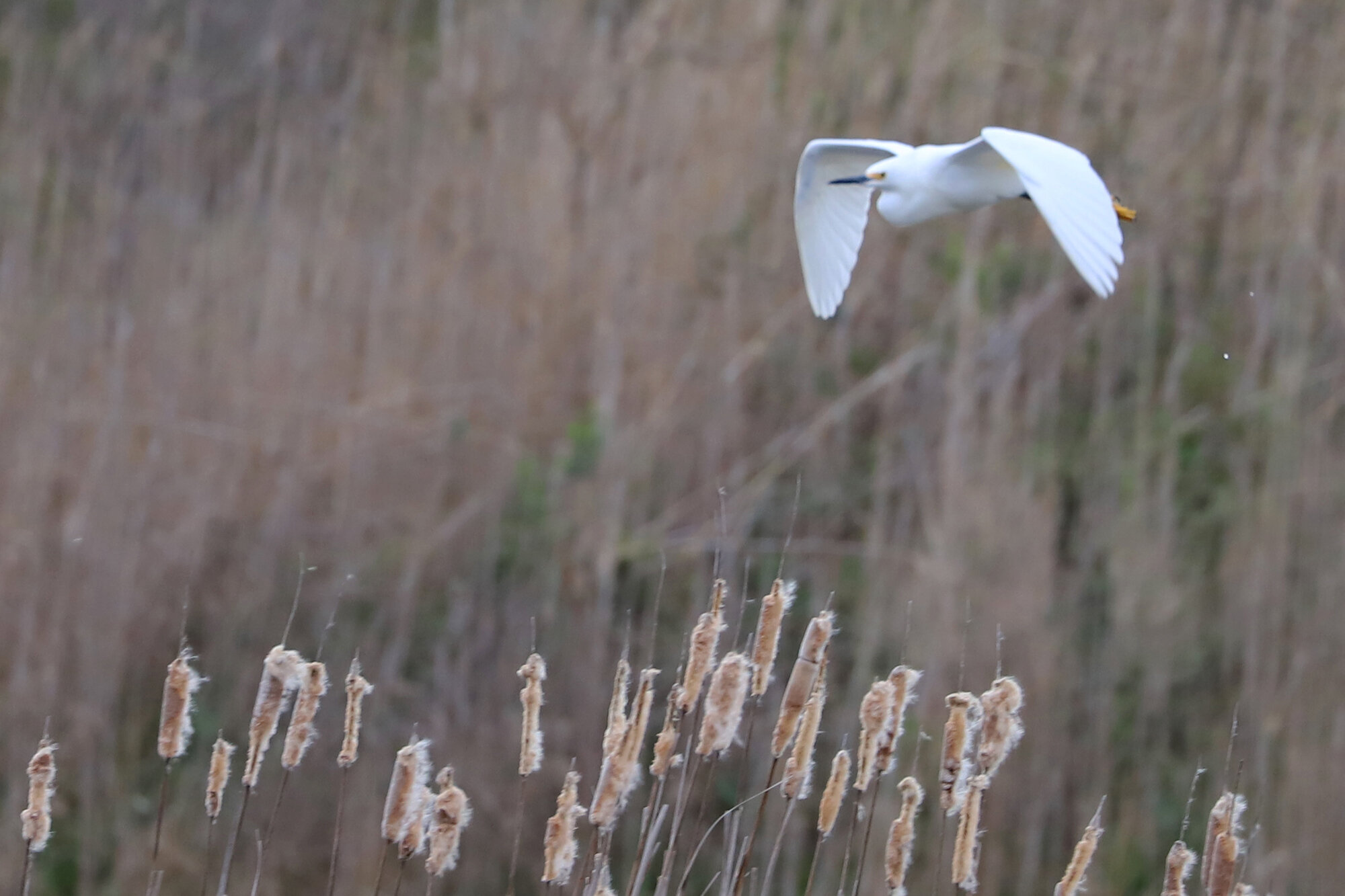  Snowy Egret / Princess Anne WMA Whitehurst Tract / 22 Mar 