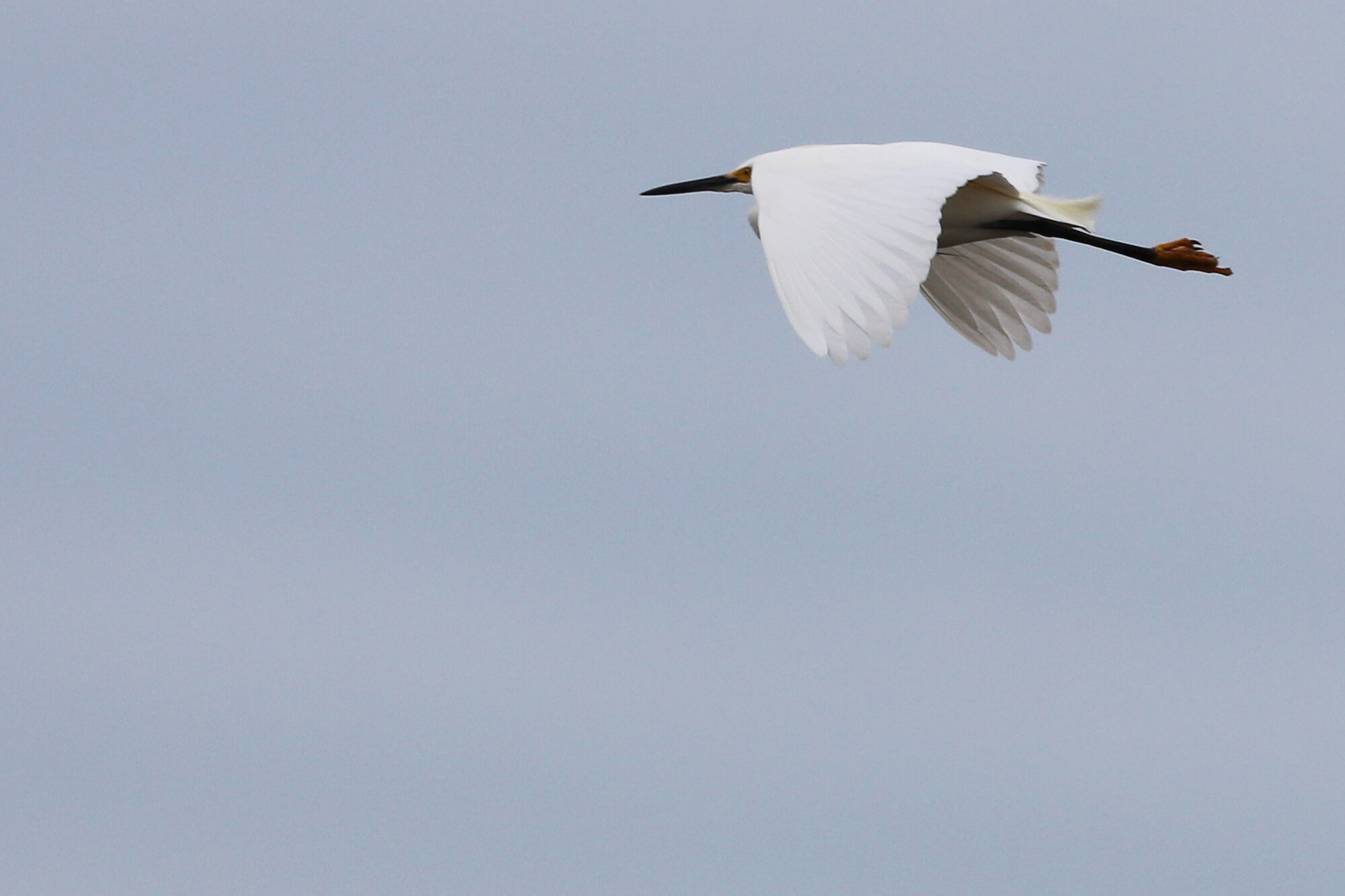  Snowy Egret / Pleasure House Point NA / 27 Mar 