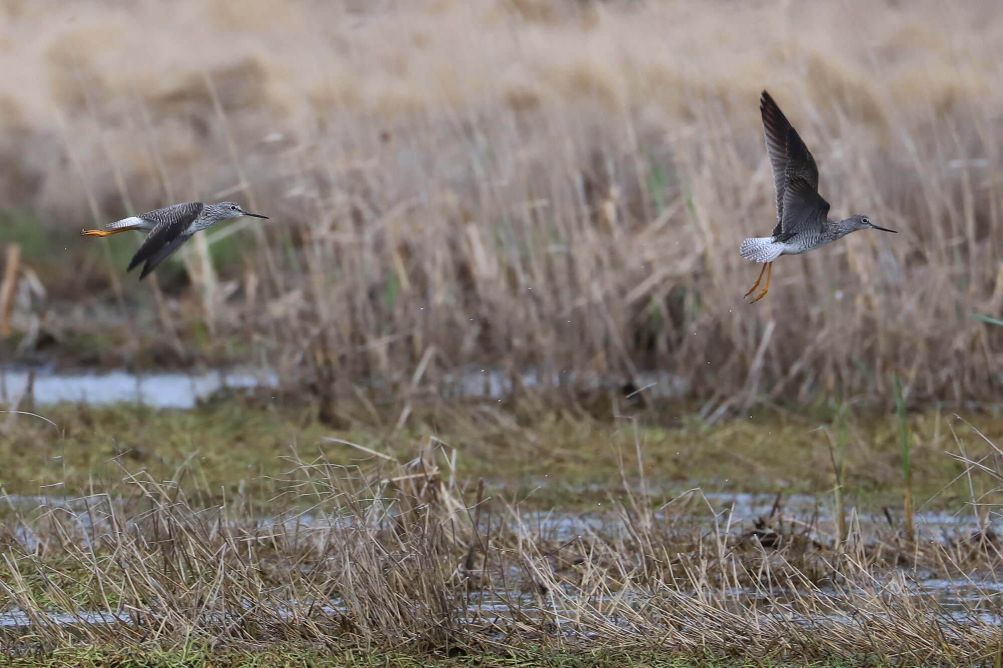  Greater Yellowlegs / Princess Anne WMA Whitehurst Tract / 22 Mar 