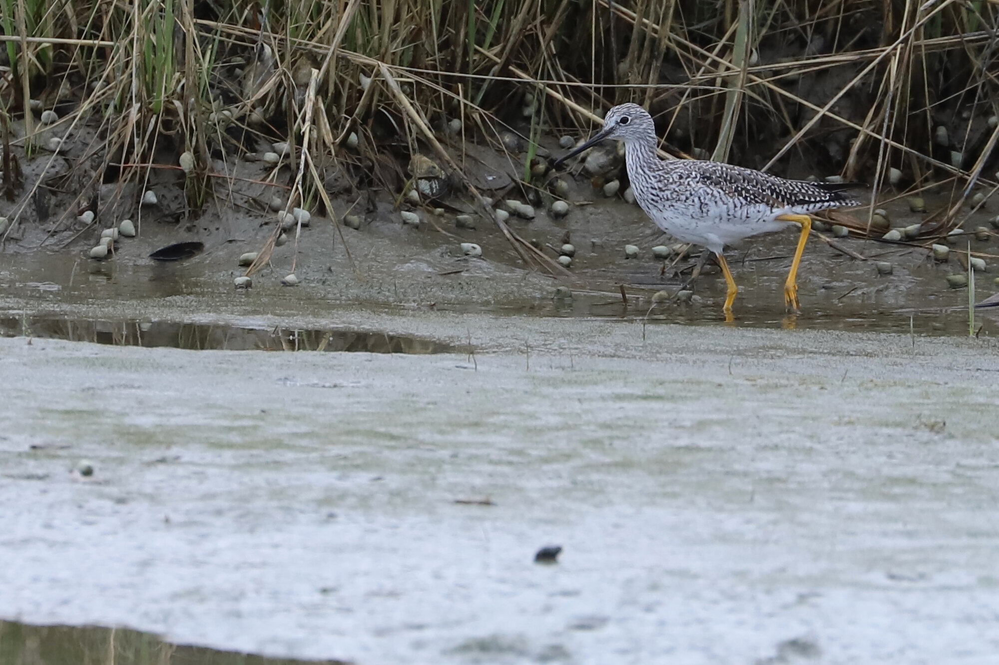  Greater Yellowlegs / Pleasure House Point NA / 27 Mar 