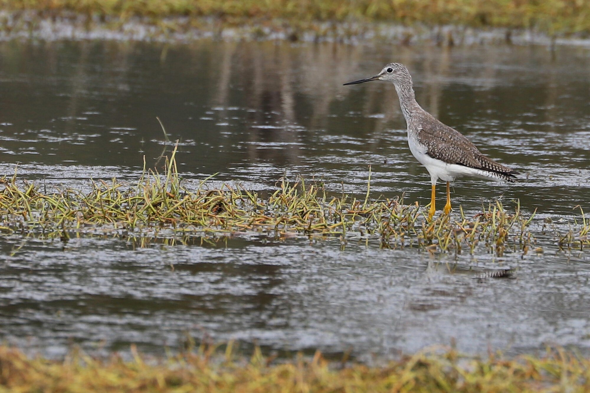  Greater Yellowlegs / Pleasure House Point NA / 29 Mar; please click this photo to advance to the next! 