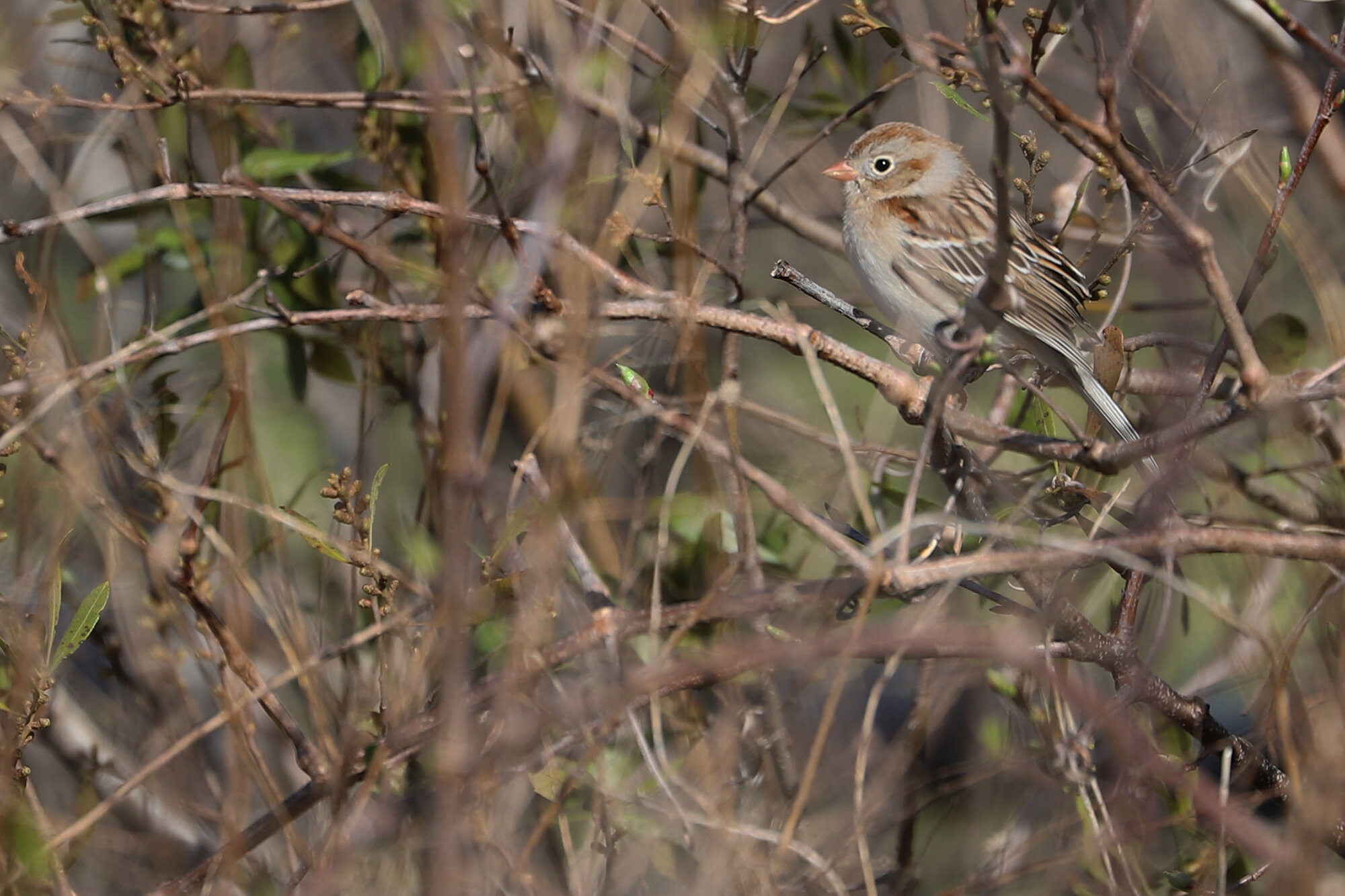  Field Sparrow / Harris Teeter Retention Pond / 14 Mar 