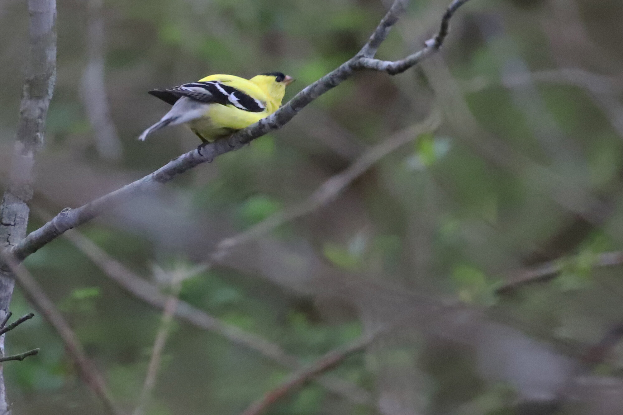  American Goldfinch / Stumpy Lake NA / 21 Mar 
