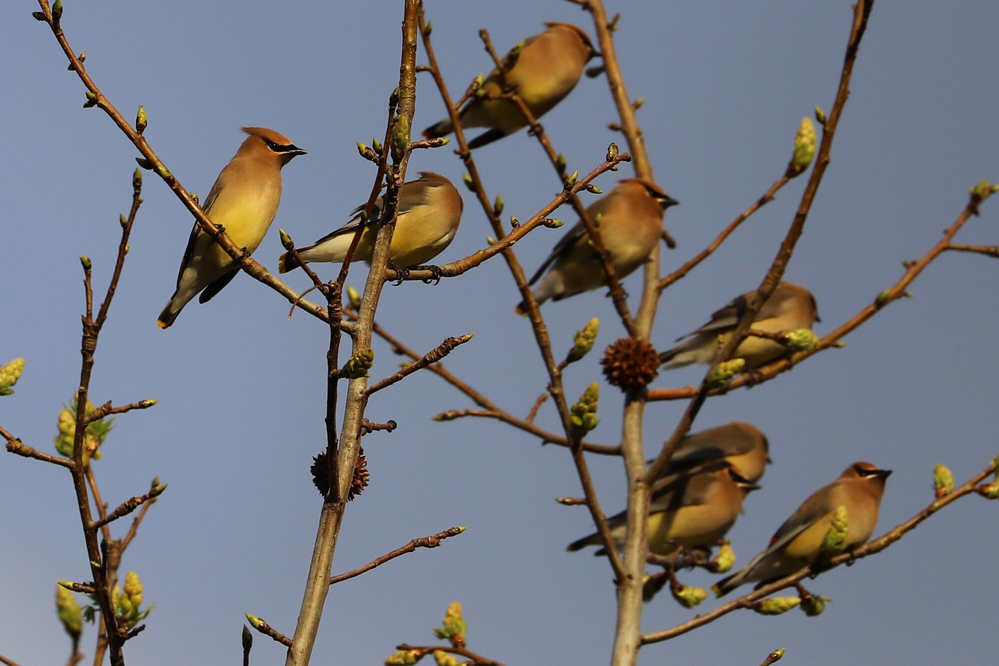  Cedar Waxwings / Princess Anne WMA Whitehurst Tract / 22 Mar; please click this photo to advance to the next! 