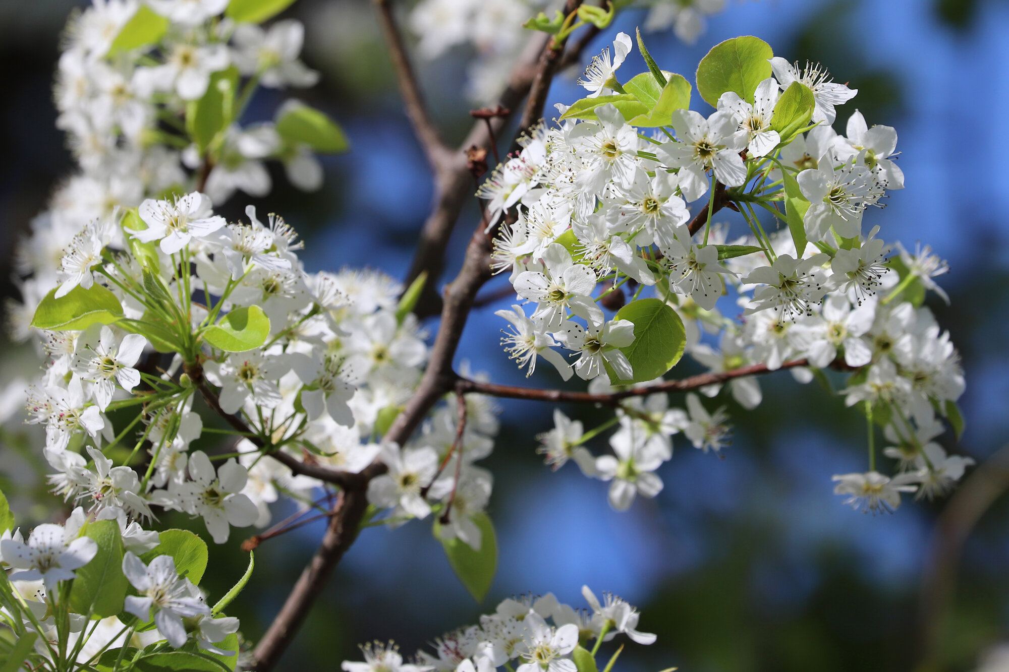 Bradford Pear Blossoms / Harris Teeter Retention Pond / 14 Mar 