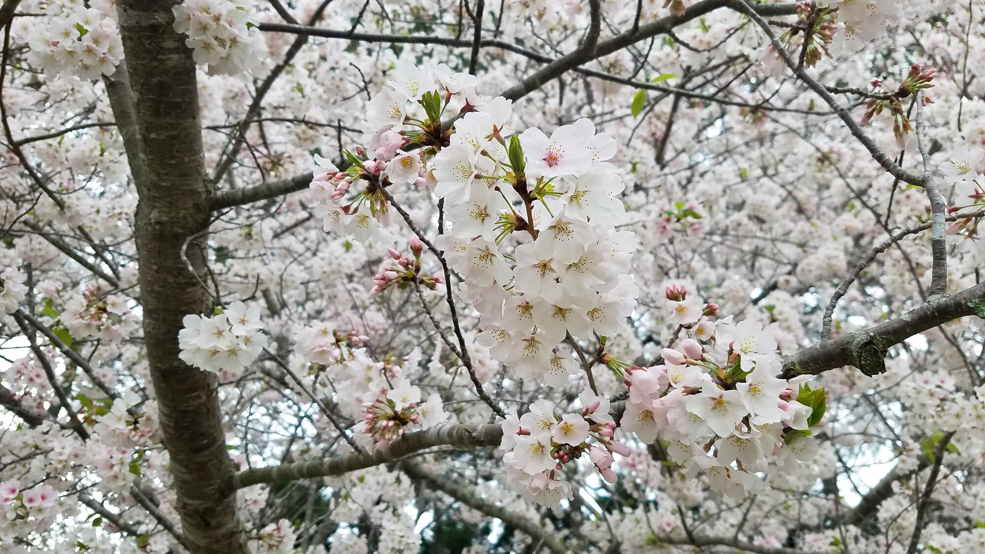  Cherry Blossoms / Red Wing Park / 21 Mar 