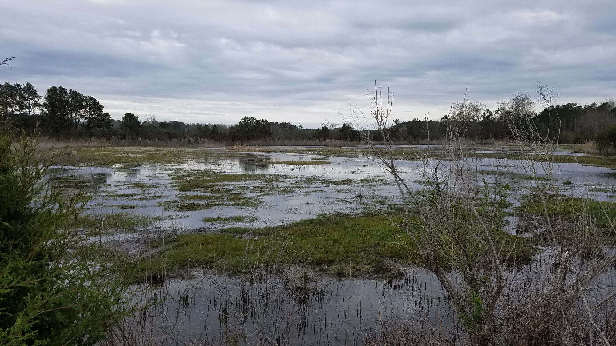  Southernmost Impoundment / Princess Anne WMA Whitehurst Tract / 22 Mar; please click this photo to advance to the next! 
