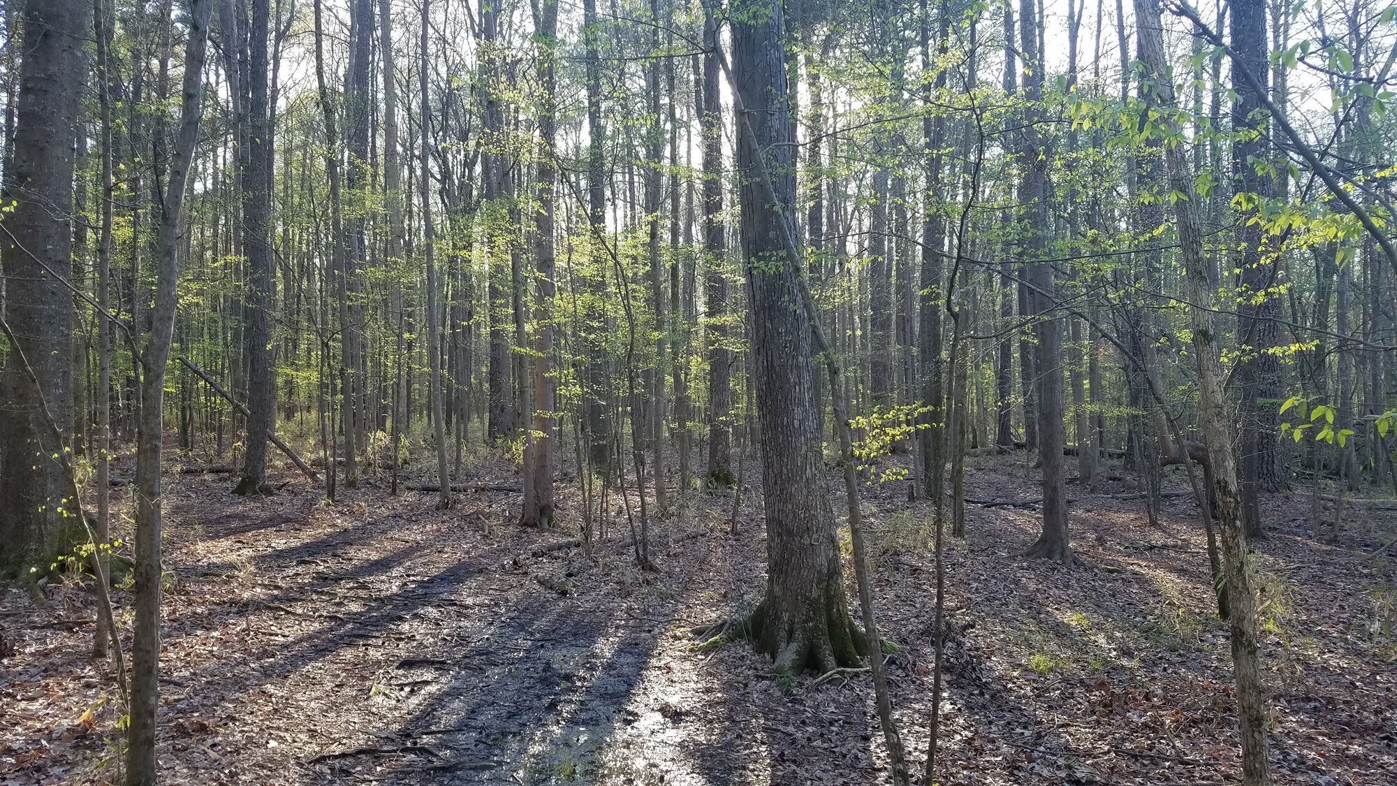  Wooded Trails / Stumpy Lake NA / 26 Mar 